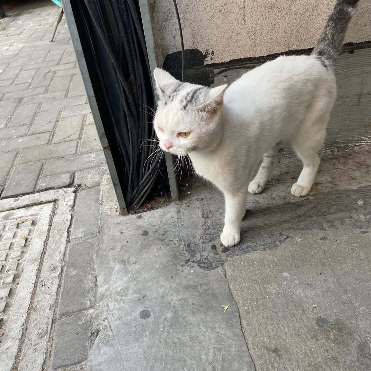 极品雪里拖枪猫图片