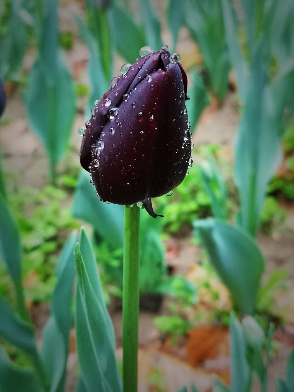 黑色郁金香是百合科花卉郁金香的其中一种花色,俗称"夜皇后",属于稀有