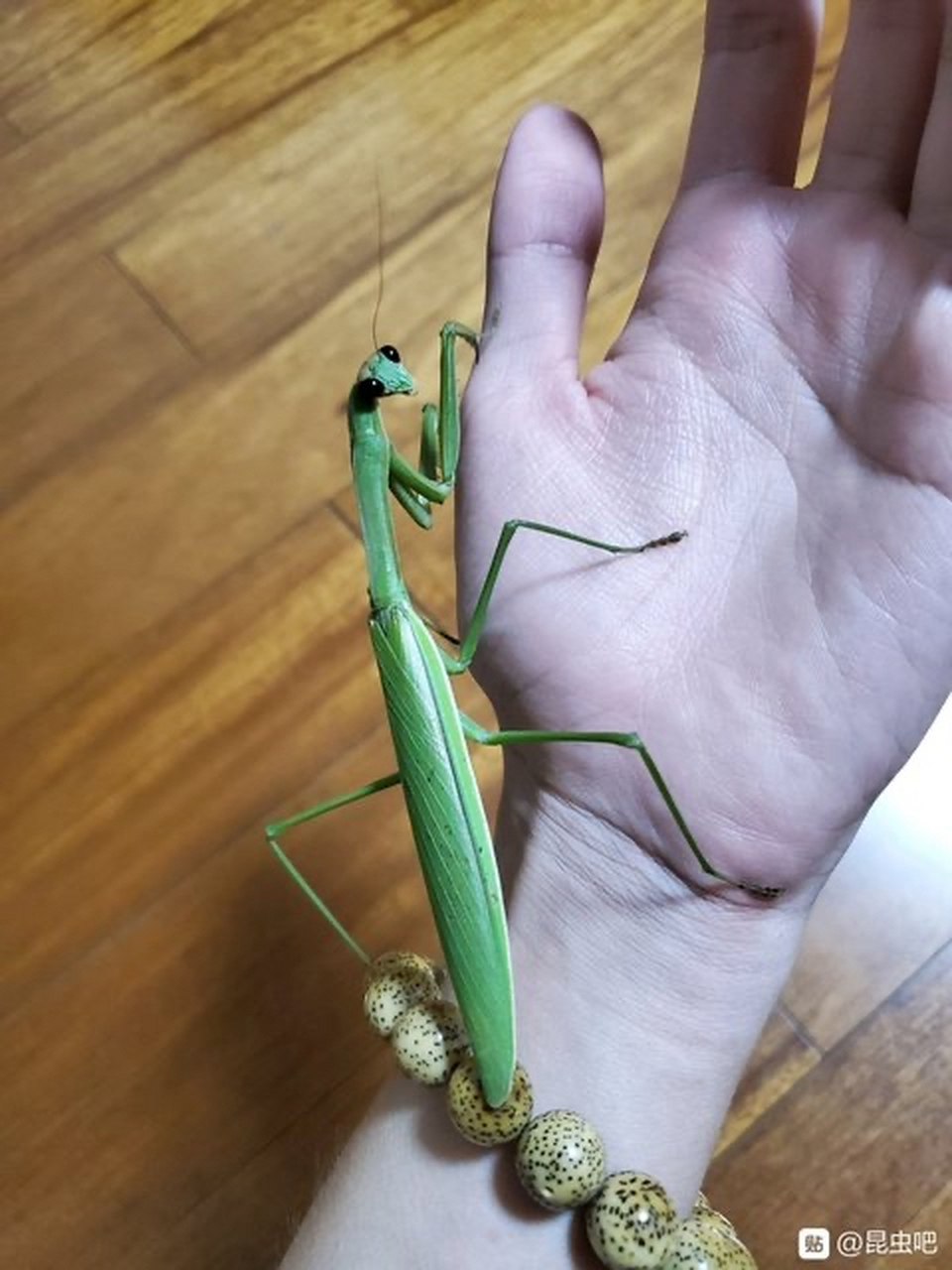 中华大刀螳 国内一种分布极广的螳螂,体型大,性格凶猛,体长可达13cm