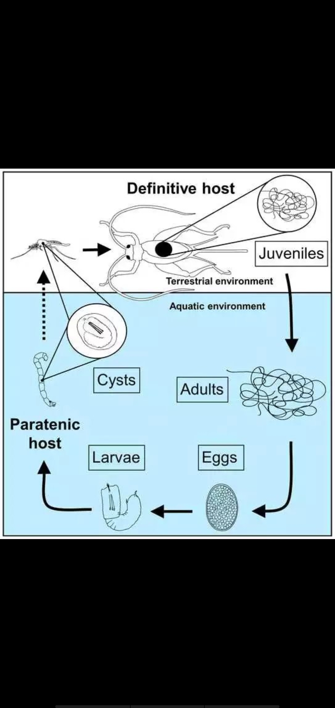 铁线虫专门寄生