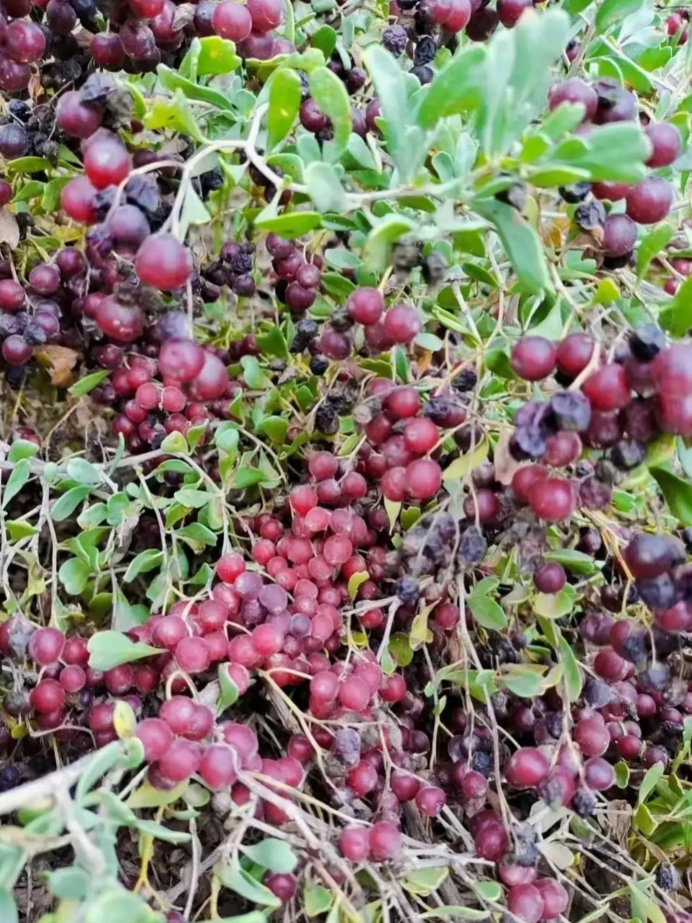 走近一看,是一种红色的果子,一串串长得非常诱人,看长相也不像葡萄
