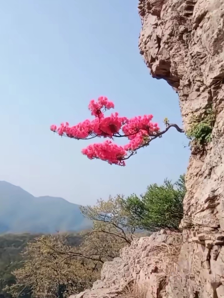 一枝独秀风景图片图片