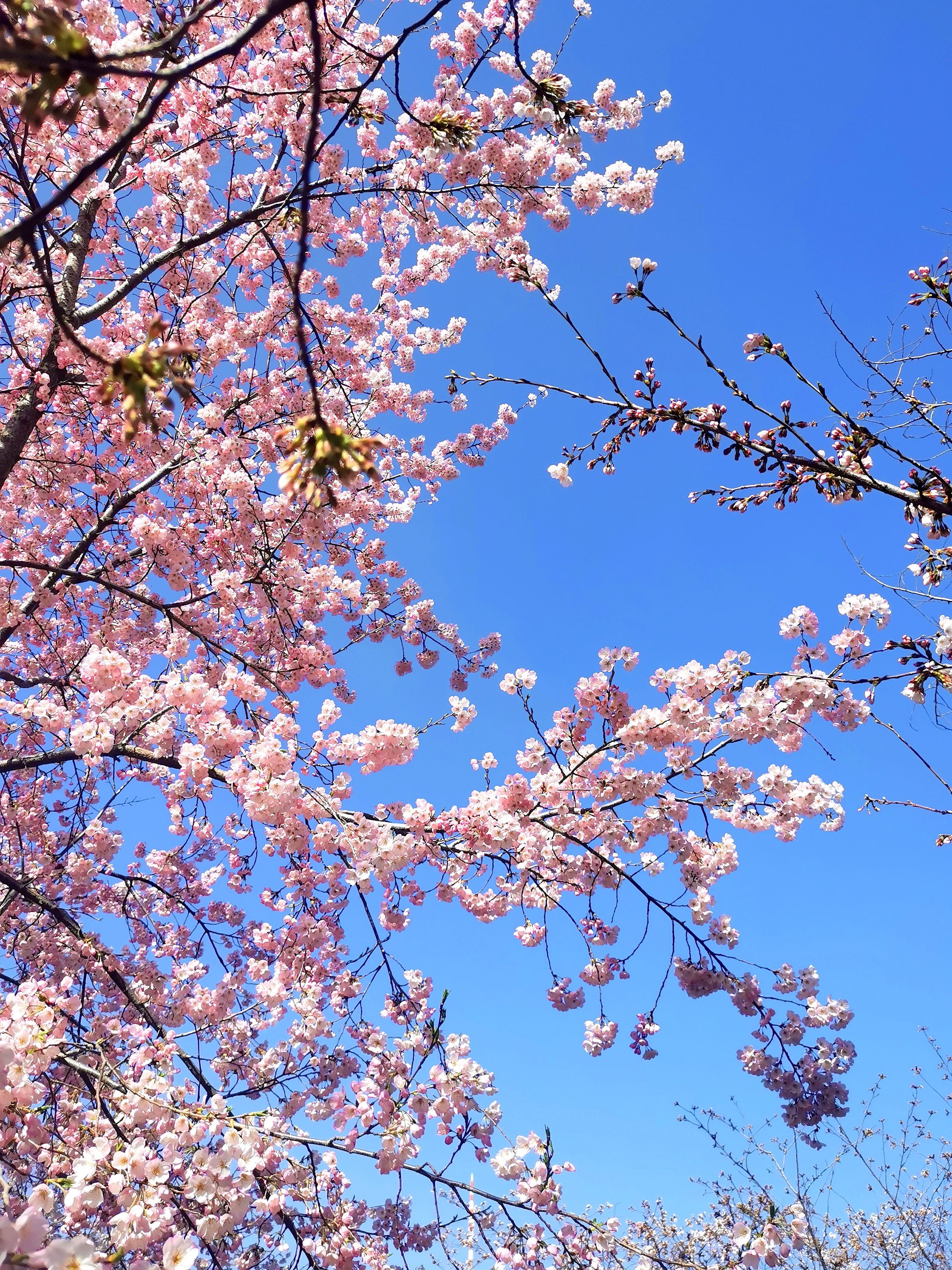 京城花讯～初遇早樱        早樱花儿在人们的