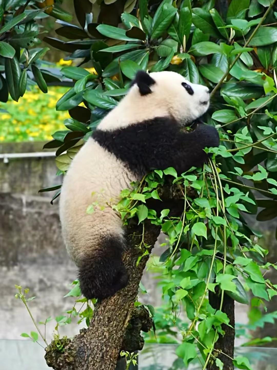 着那棵树上恬静的可爱精灵——熊猫宝宝时,内心瞬间涌满了深深的怜爱