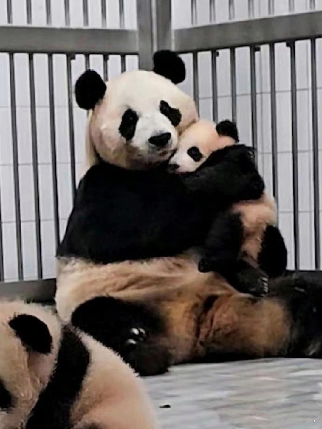 《熊猫妈妈的无言守护》 爱宝与小辉宝之间的每一次接触,都流淌着深深