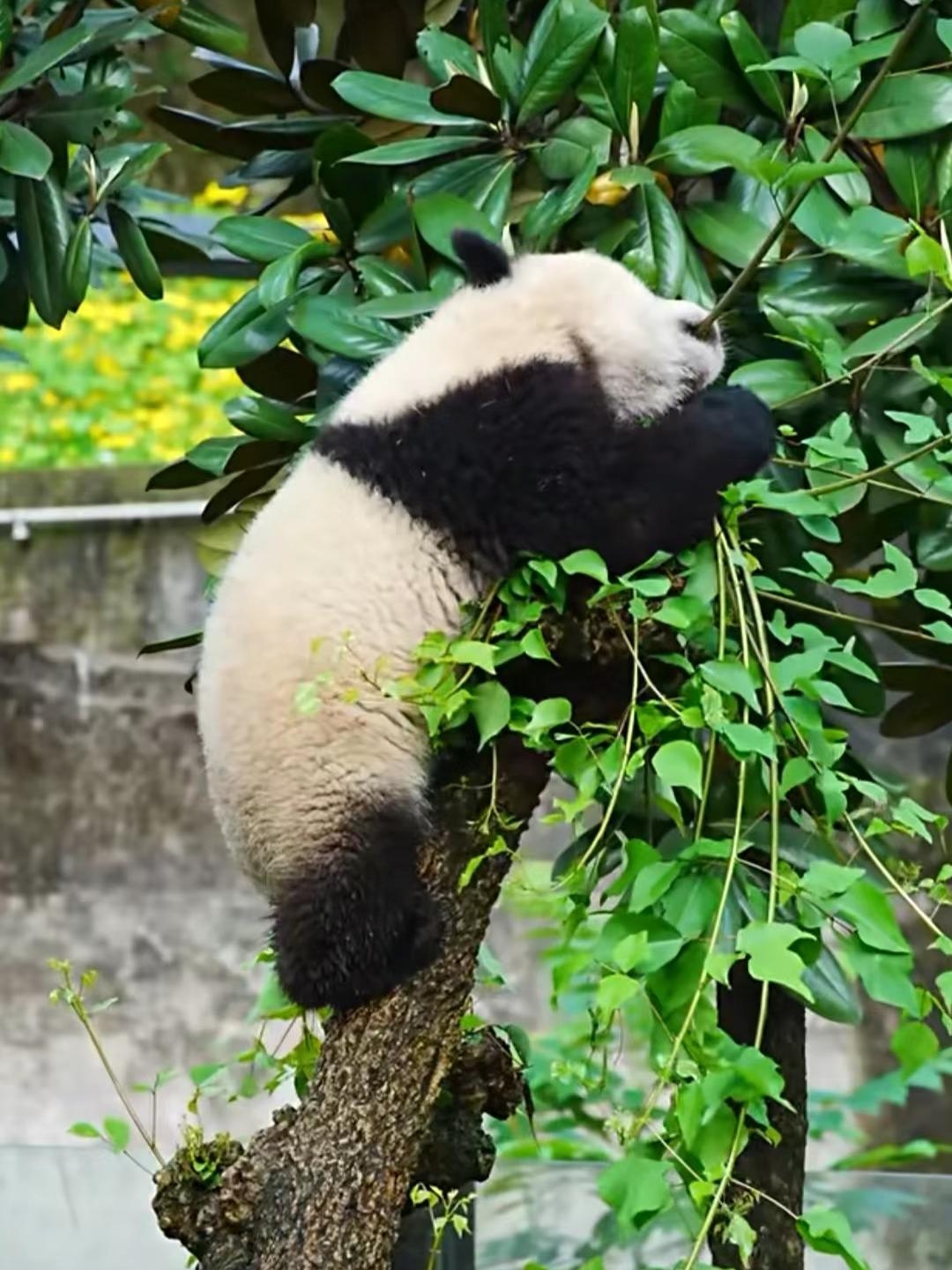 着那棵树上恬静的可爱精灵——熊猫宝宝时,内心瞬间涌满了深深的怜爱