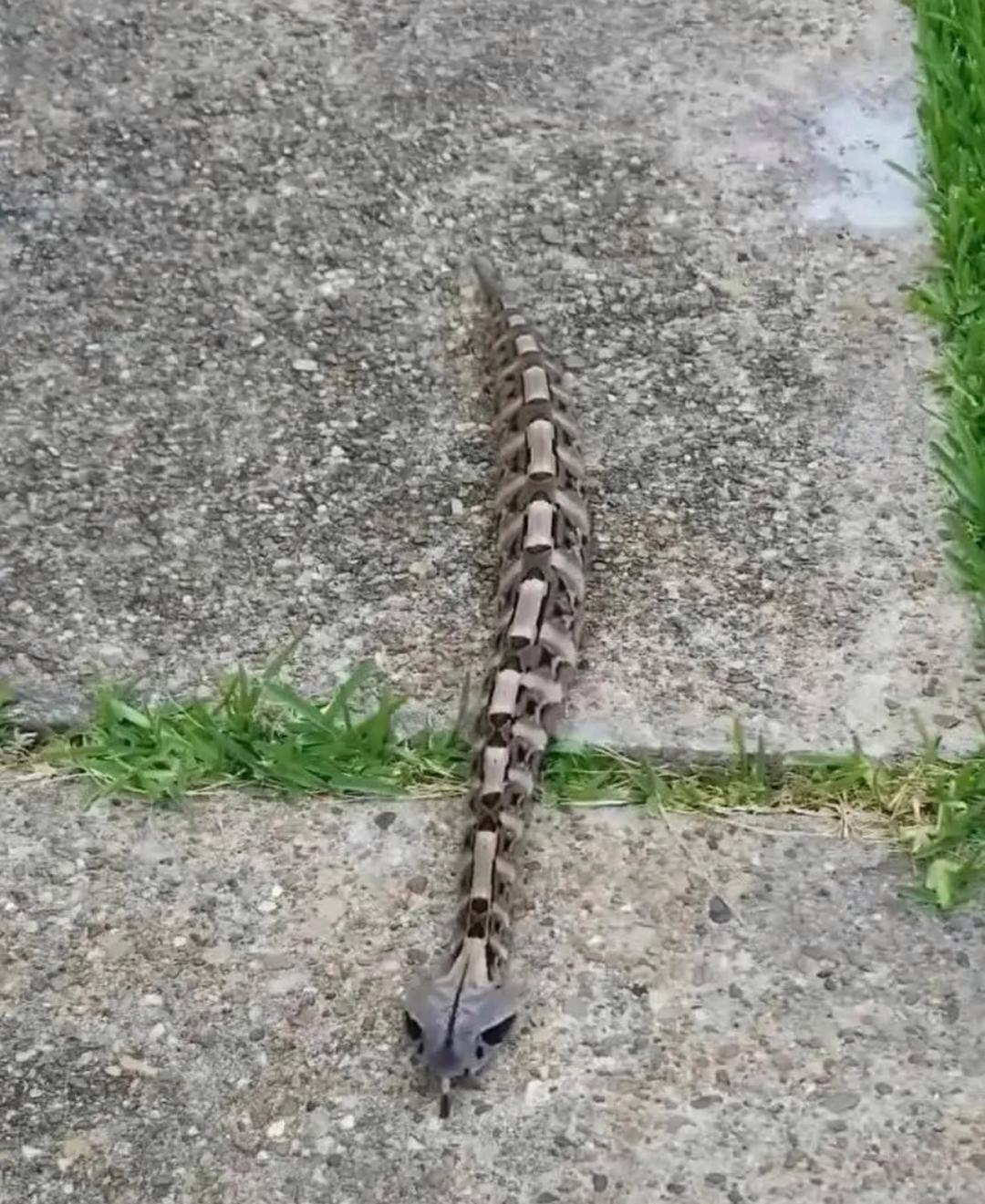 它既不像蛇也不像虫,到底是啥呢?