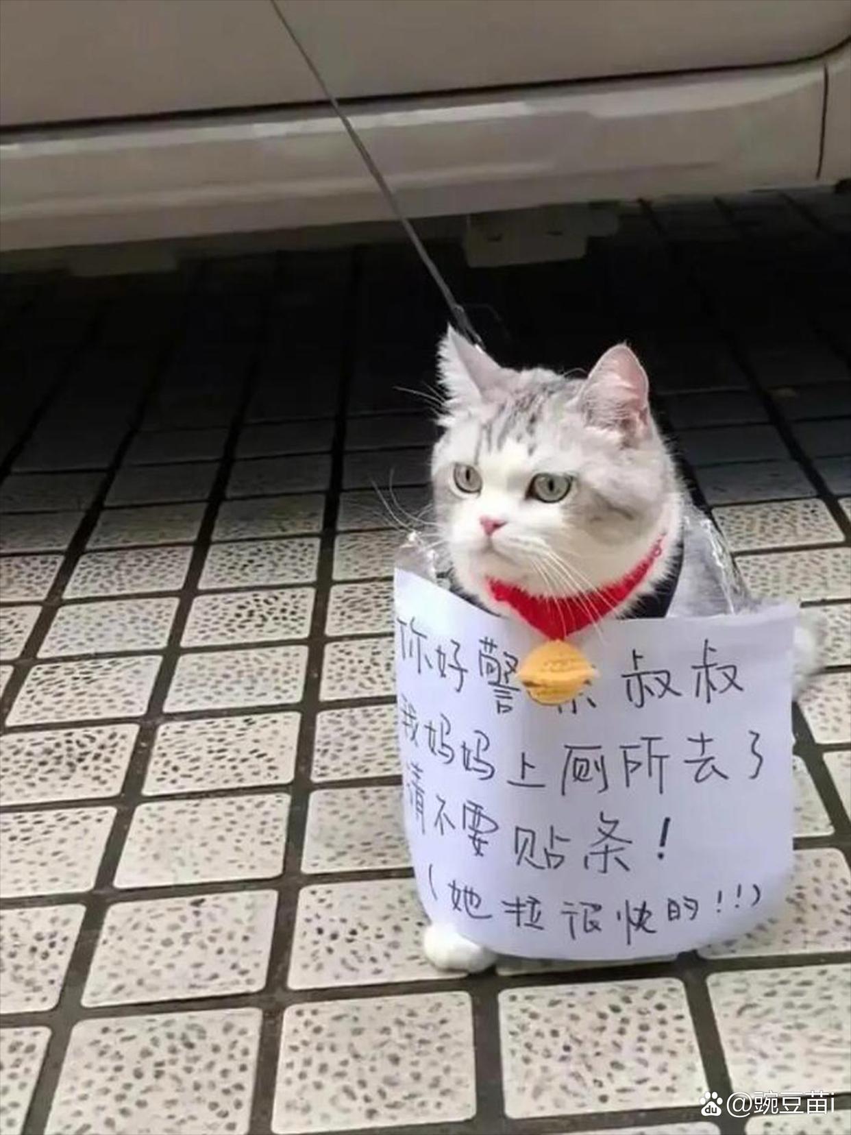 猫画挂大厅好不好挂号的简单介绍