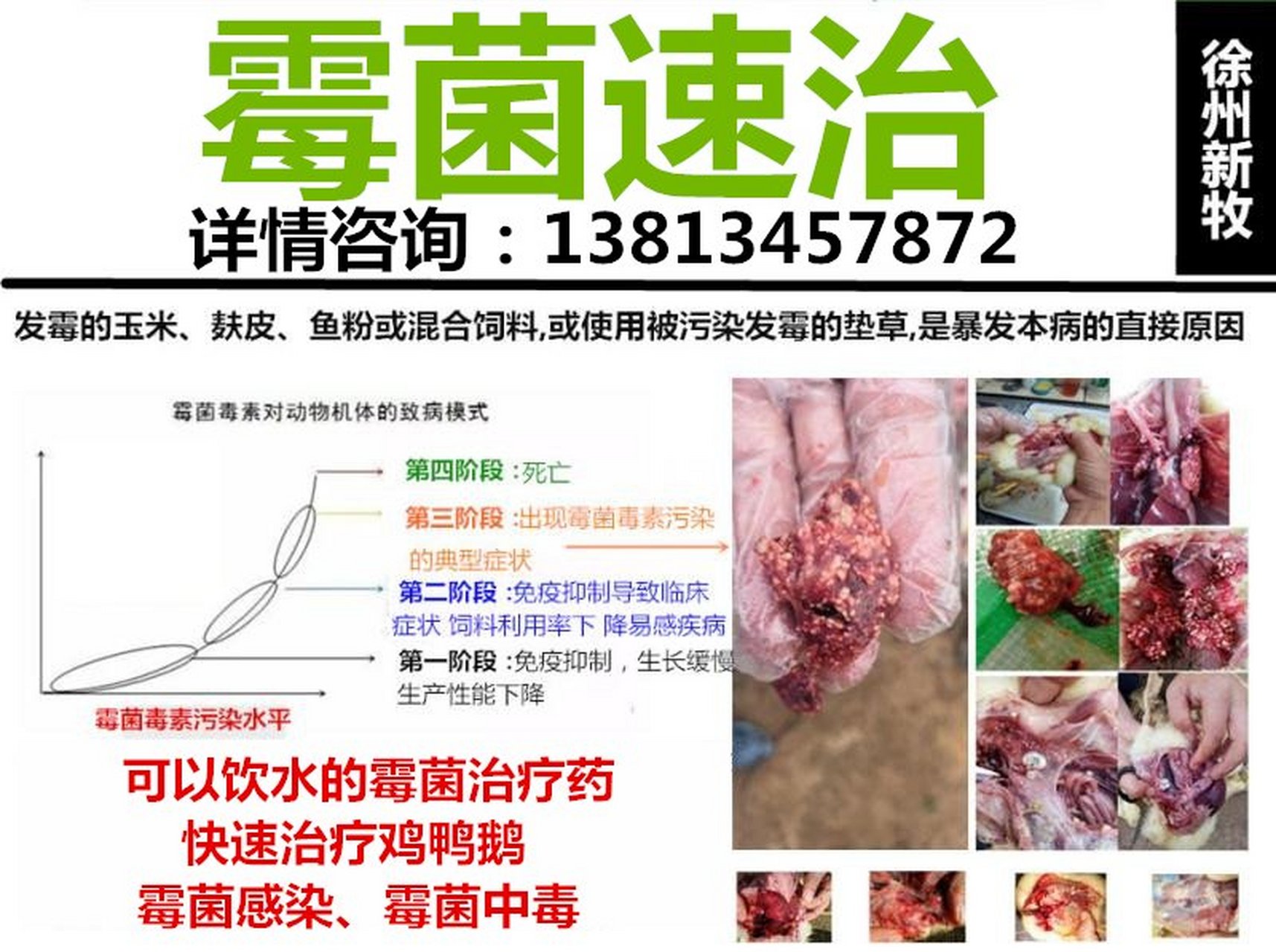 小鸡霉菌感染该怎么治疗 鸡得了霉菌什么症状 鸡霉菌中毒用什么药 鸡