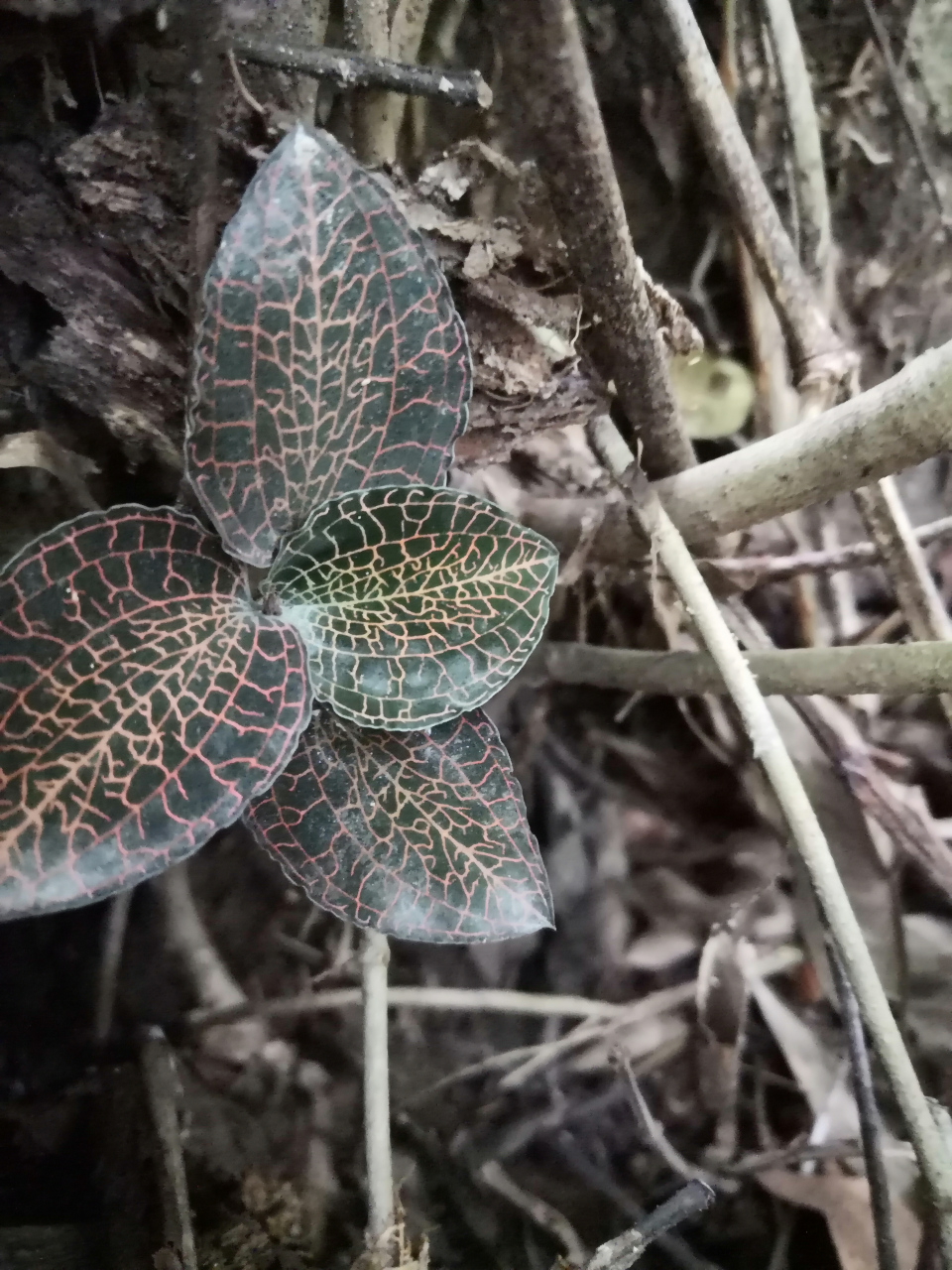 这是什么植物叶中隐约有金丝,还开花了!