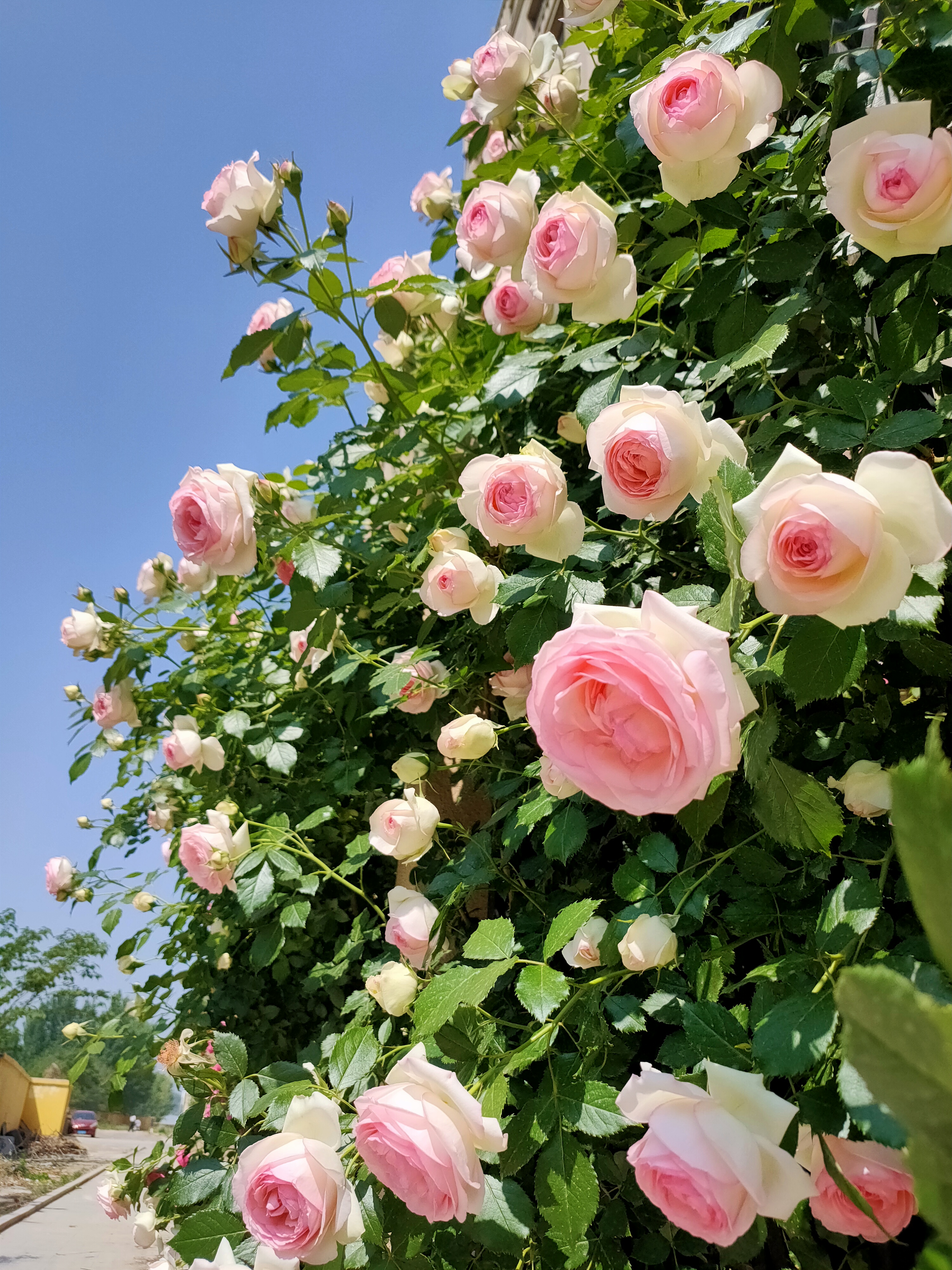 月季花如娇羞的少女,婉约而绚烂,美得令人陶醉.