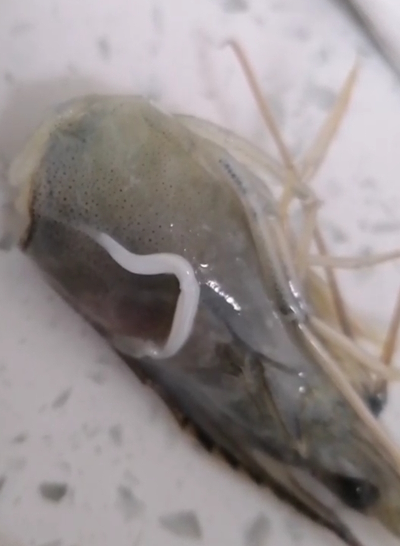 这个虾头上的东西是不是传说中的寄生虫呀!