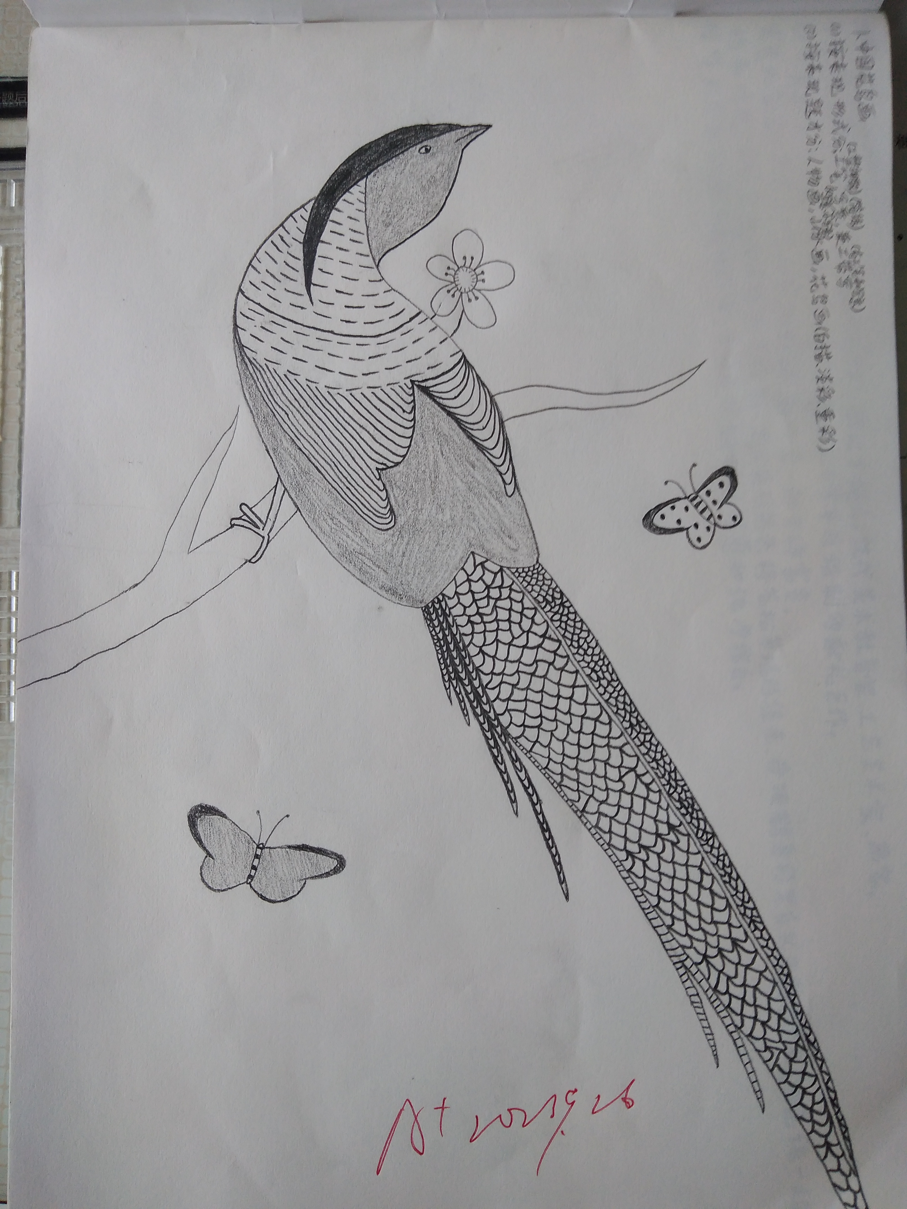 《芙蓉锦鸡图》的临摹画,a 是老师批的