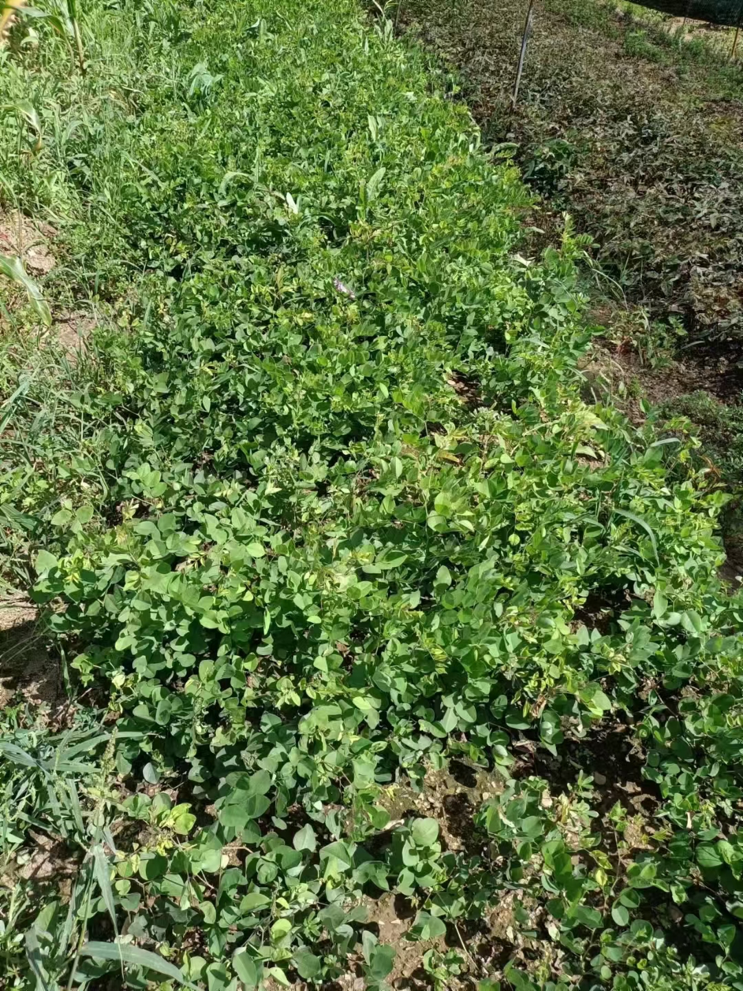 花期的多花木兰大放异彩,紫红色的小花簇拥在一起,像天边被揉碎的云霞