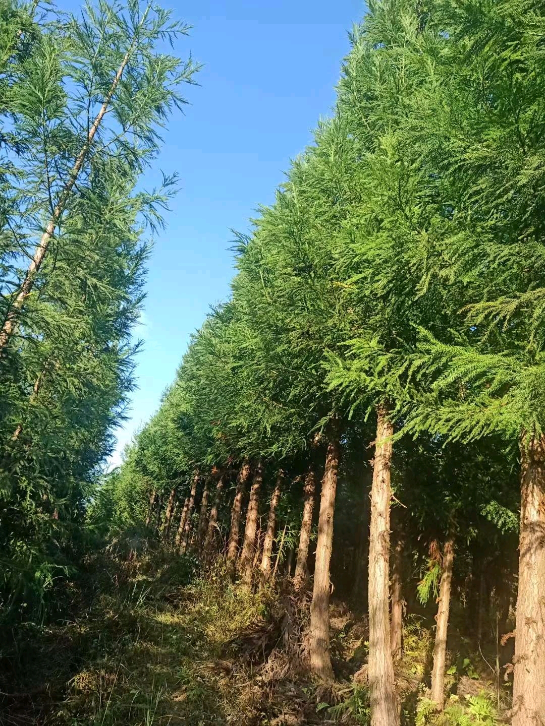 柳杉是常绿乔木,别名长叶孔雀松,树姿秀丽且圆整高大,是优良的绿化和