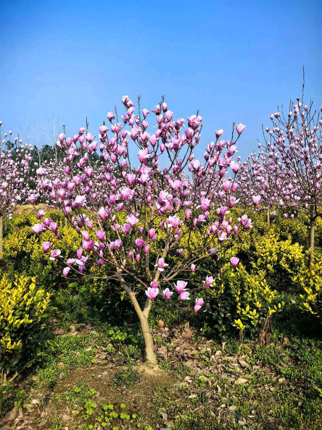 里,紫色象征着吉祥,尊贵,紫玉兰也因此被赋予了高贵的灵魂这一花语