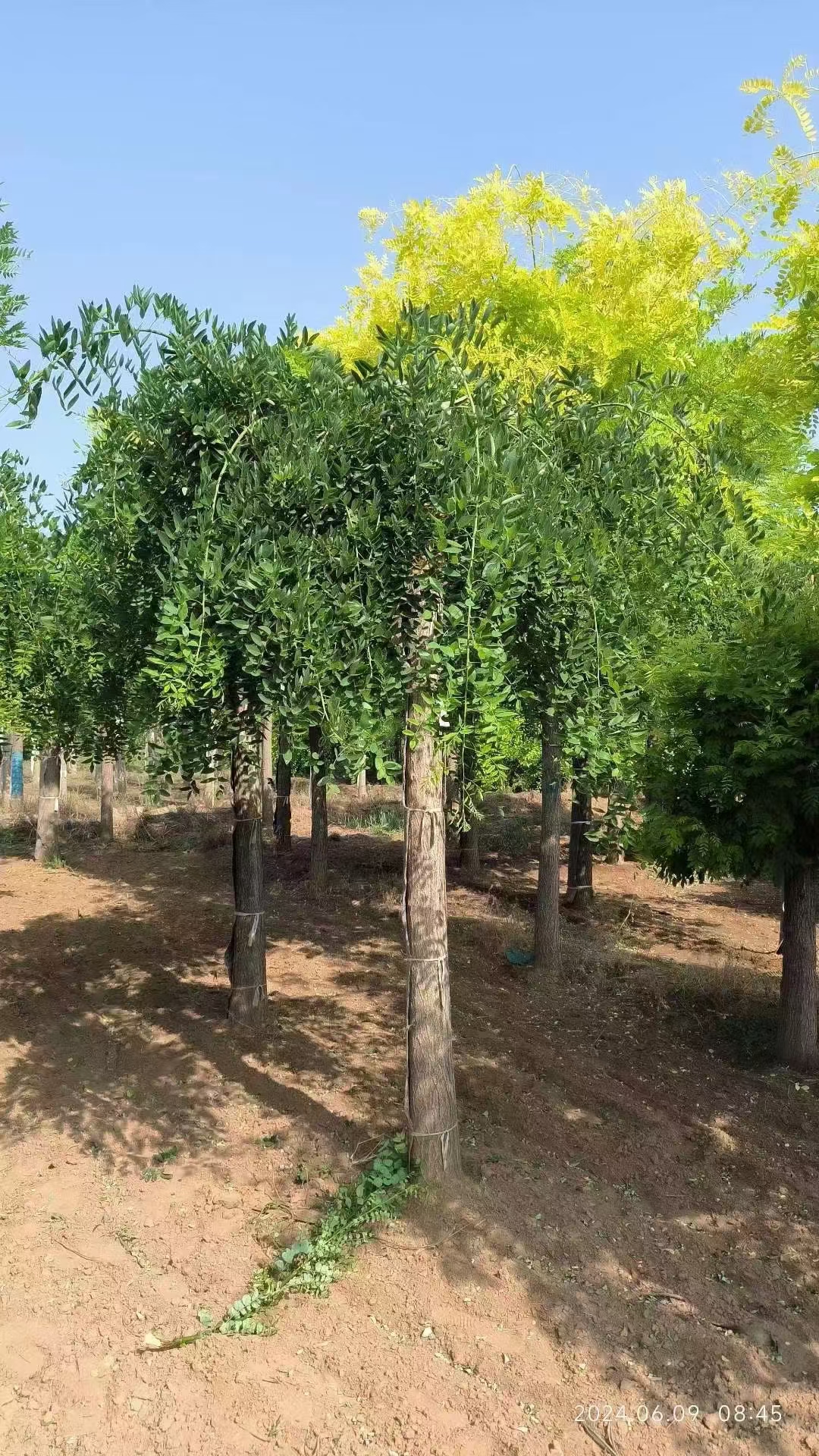 龙爪槐是一种集观赏价值,经济价值和文化寓意于一身的优良植物.
