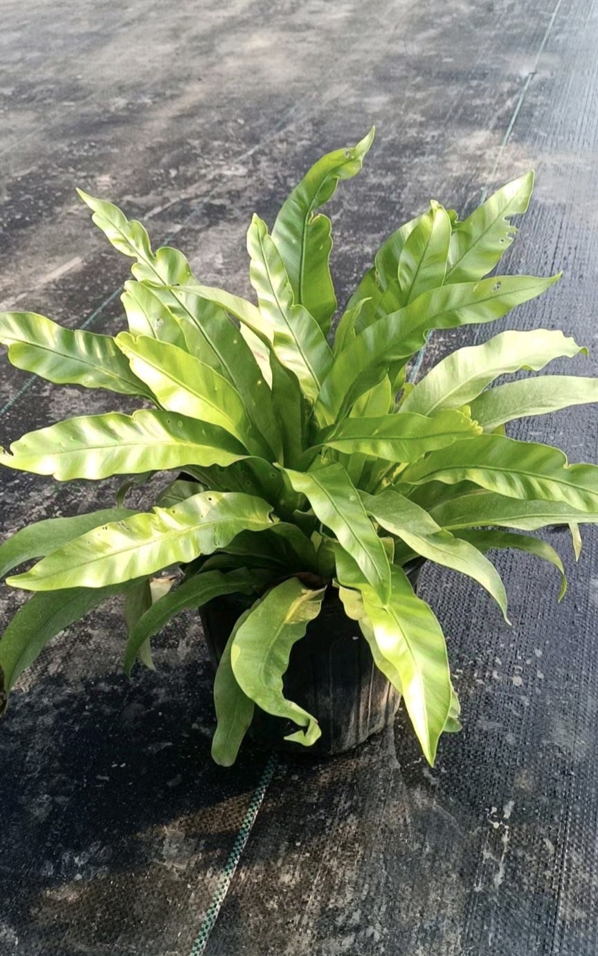 鸟巢蕨具有较高的观赏价值,常被用于制作吊盆观赏,作为宾馆,庭院的