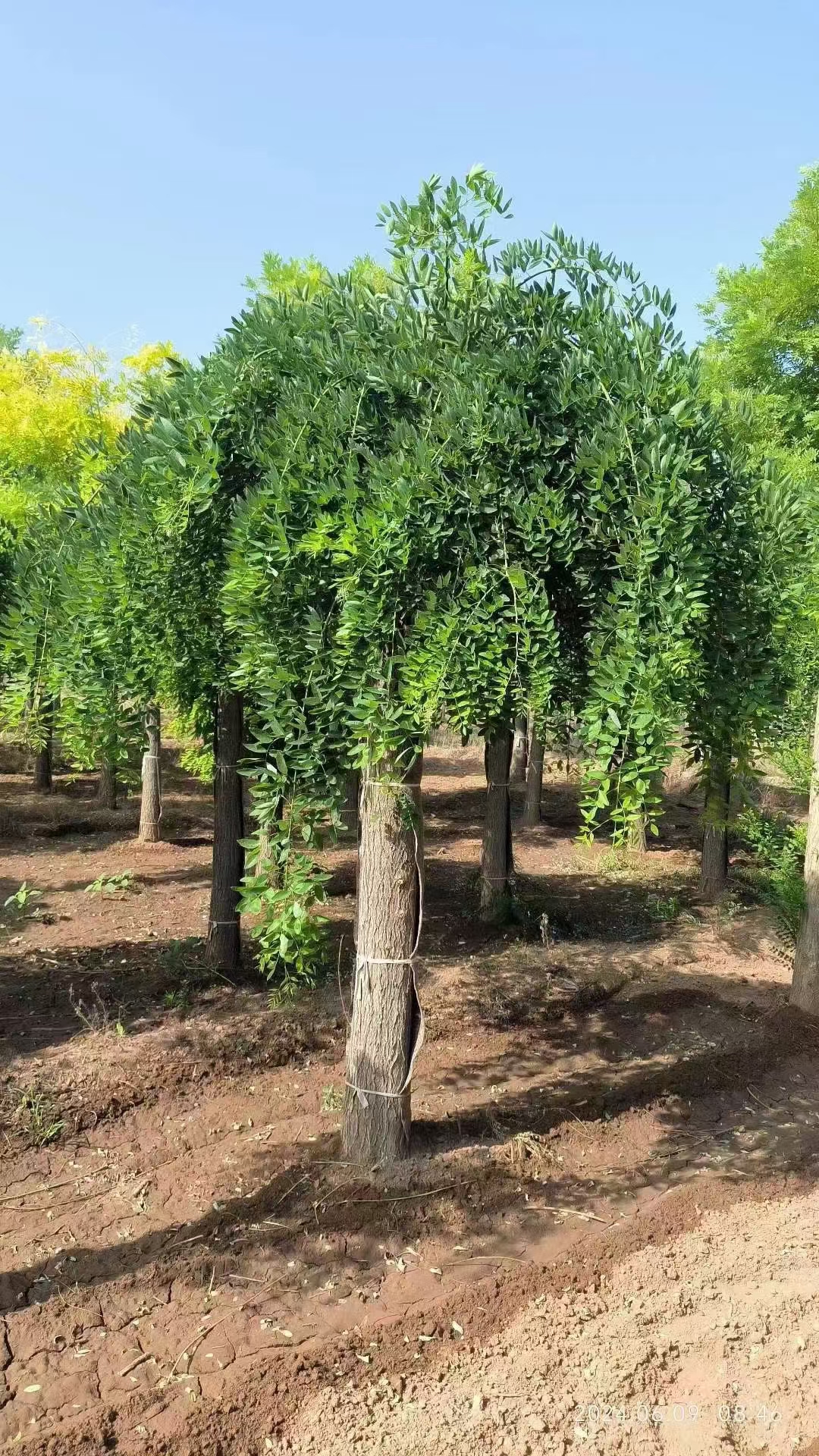 龙爪槐图片高清图片