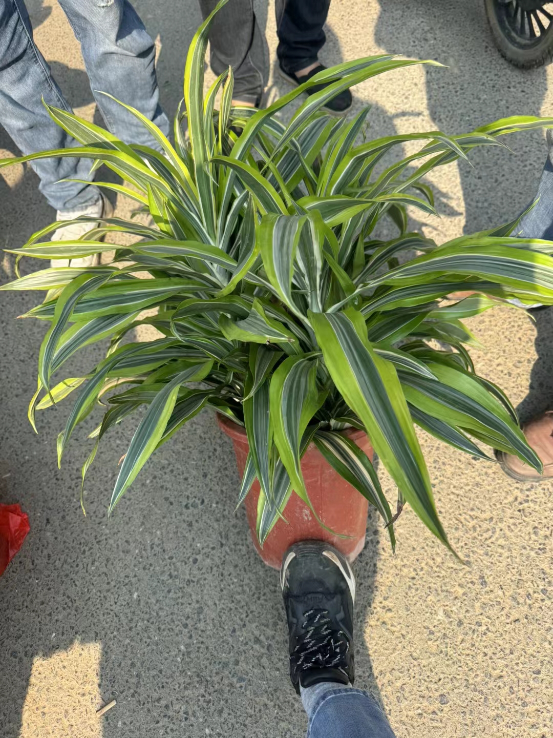 巴西美人,也被称为巴西木或水木,原产于巴西,是一种多年生木本观叶