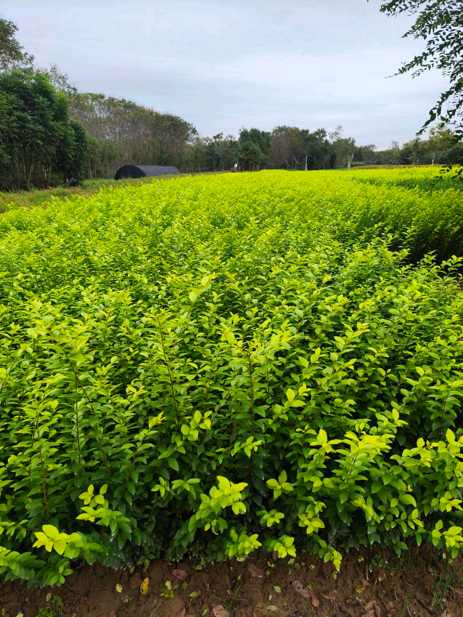 春日里的金叶女贞最是动人