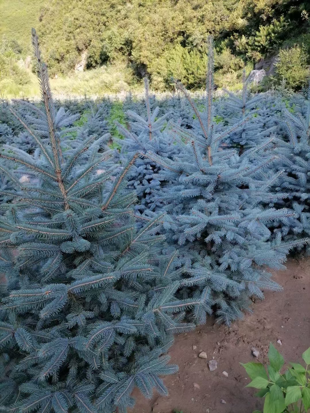 漂亮的科罗拉多蓝杉的蓝色针叶为园林景观设计提供了独特的元素,无论