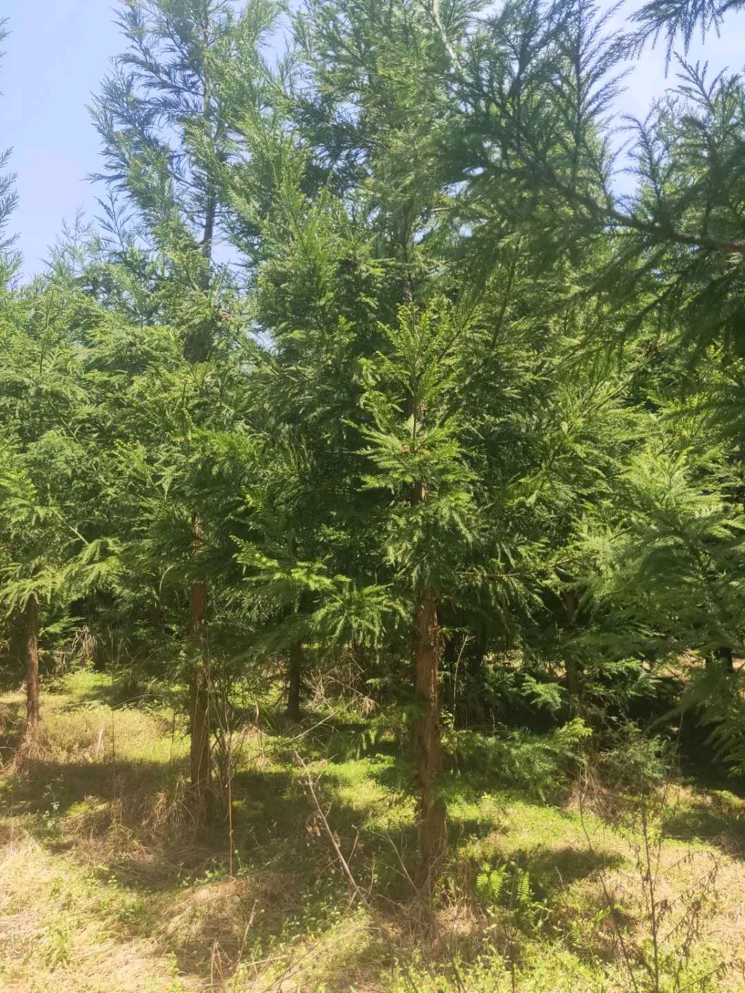 柳杉是常绿乔木,别名长叶孔雀松,树姿秀丽且圆整高大,是优良的绿化和