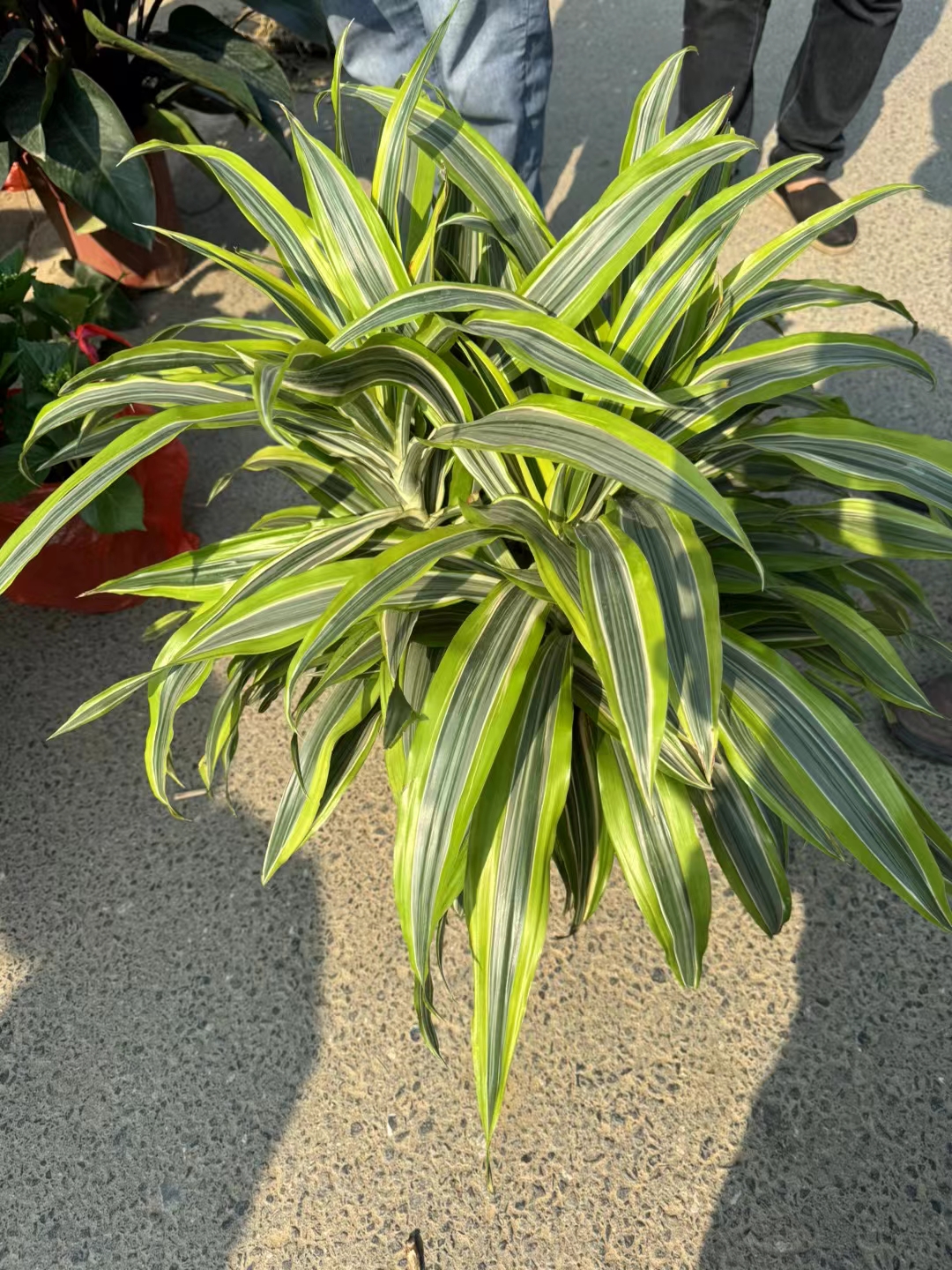 巴西美人,也被称为巴西木或水木,原产于巴西,是一种多年生木本观叶