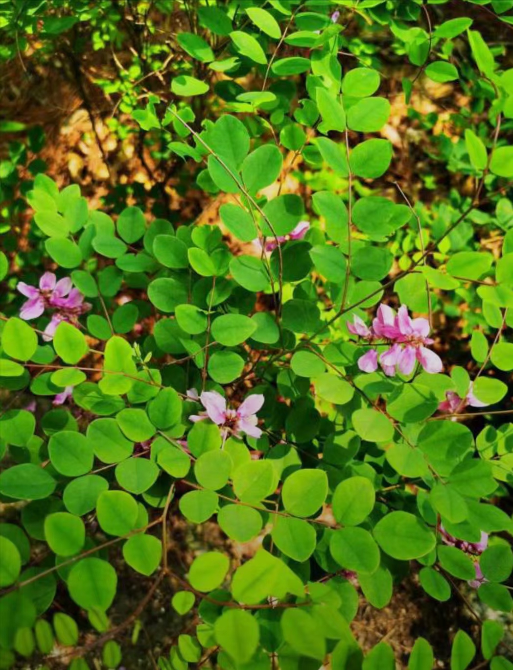 多花木兰的花朵,总状花序腋生,淡红色的蝶形花冠,宛如少女娇羞的脸庞