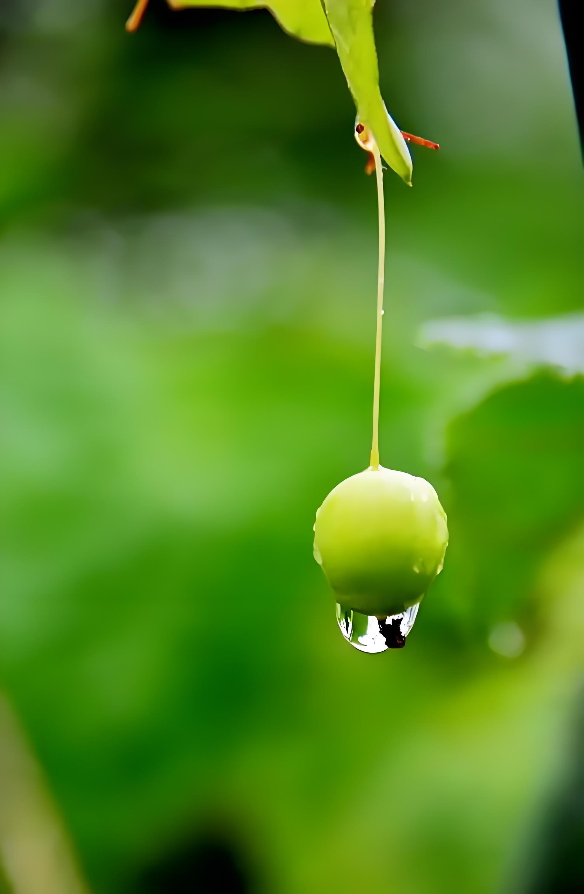 清晨的一滴露珠,润泽了整个夏天的绿意.#动态连更挑战