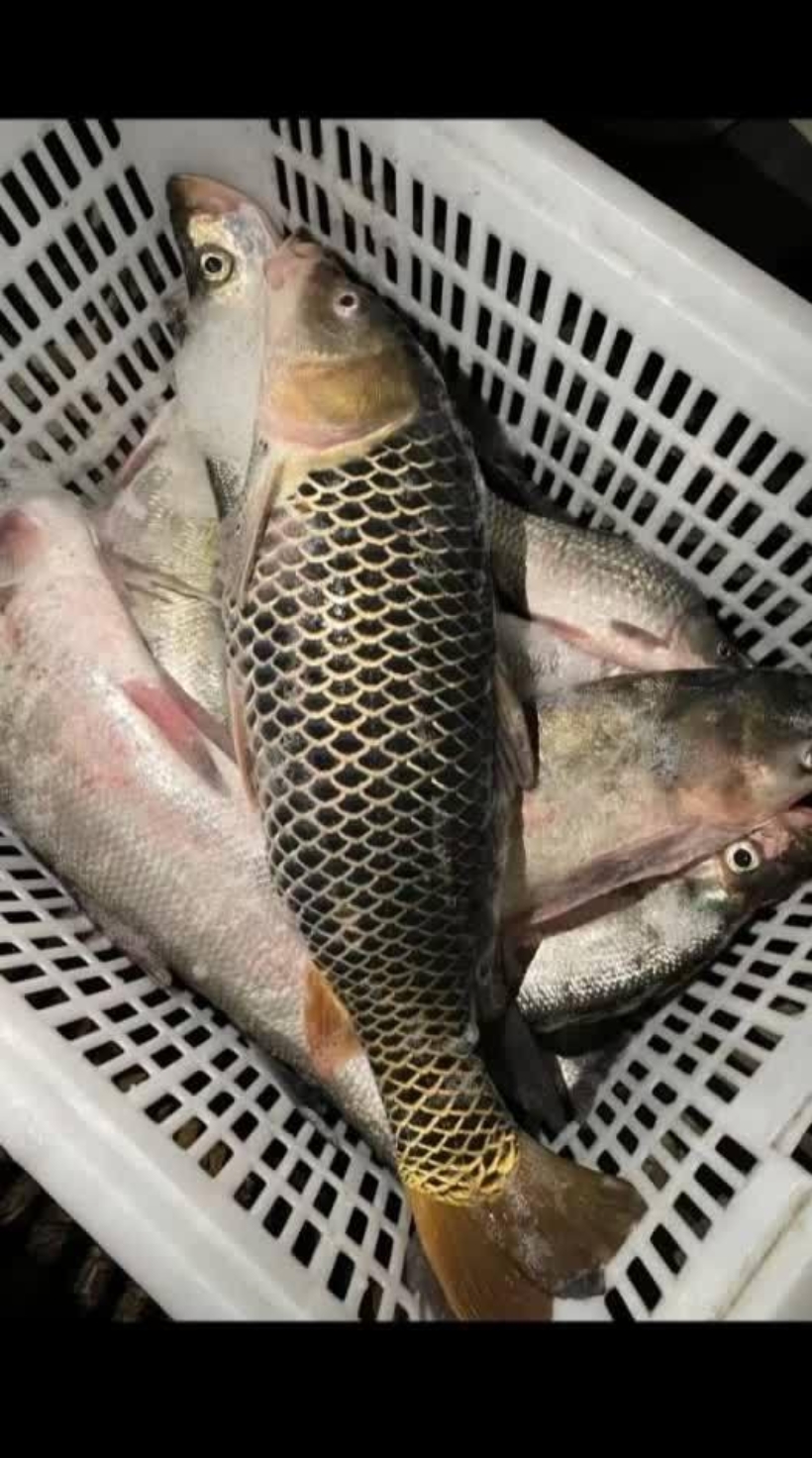 你看呐,这鱼的鳞片居然是黑色的,并且还黑得闪闪发光,真的是很让人