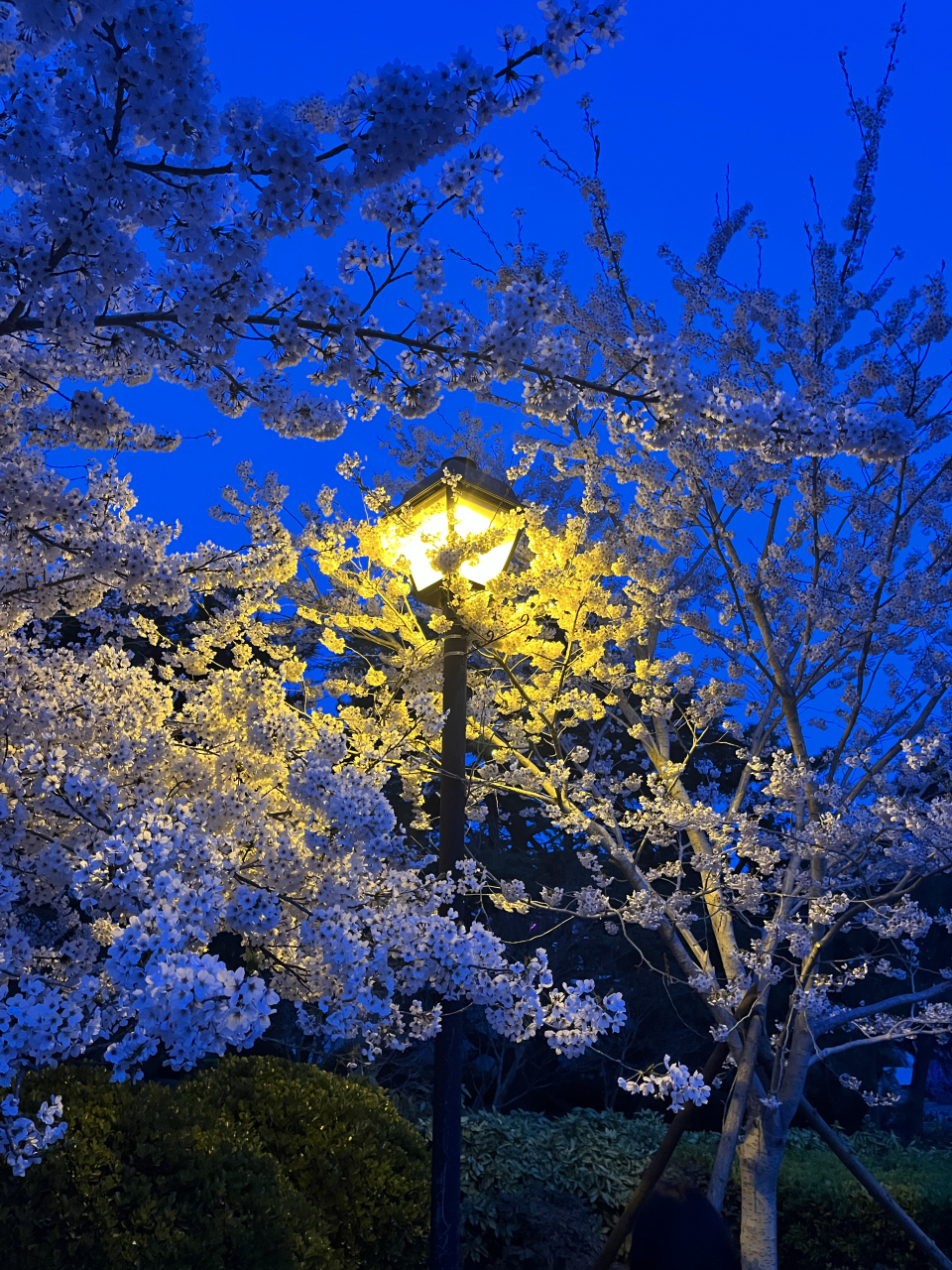 青岛春日的氛围感# 夜间的樱花真的好看