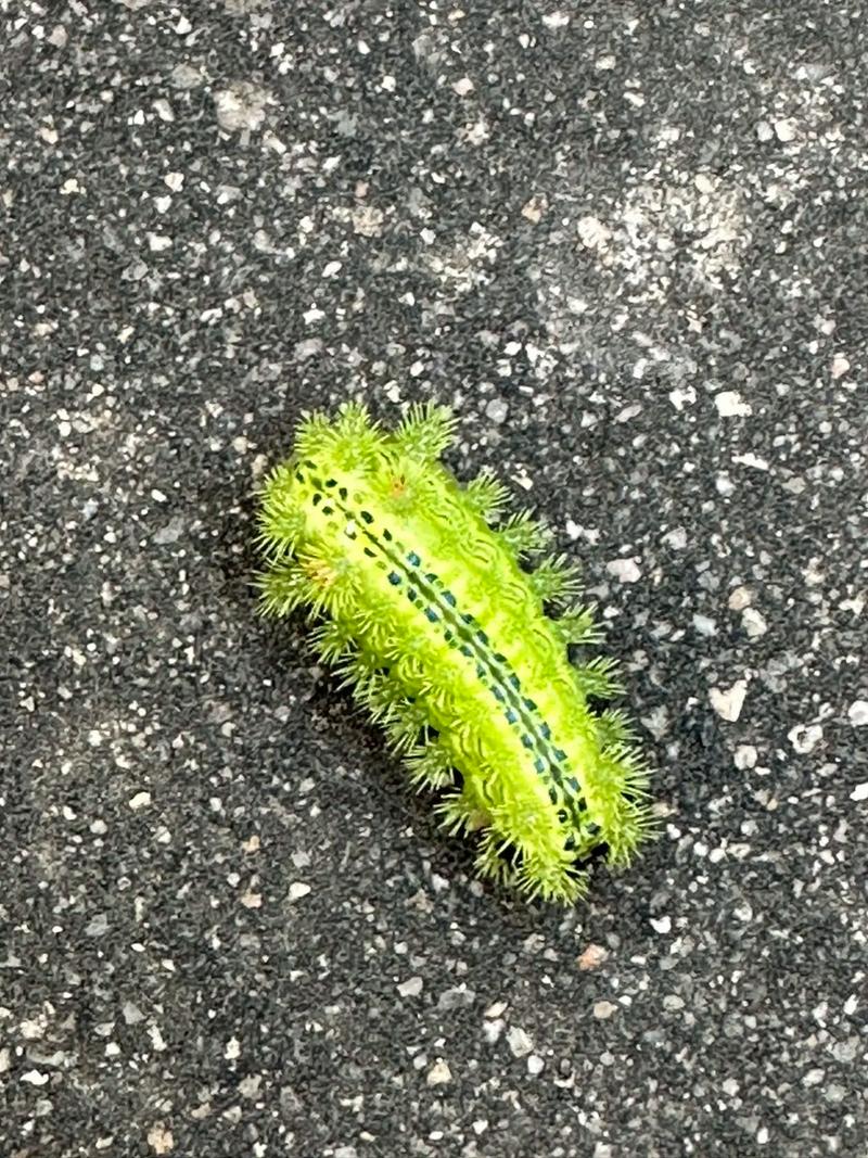 92 98          被咬了之后一定不要用手抓