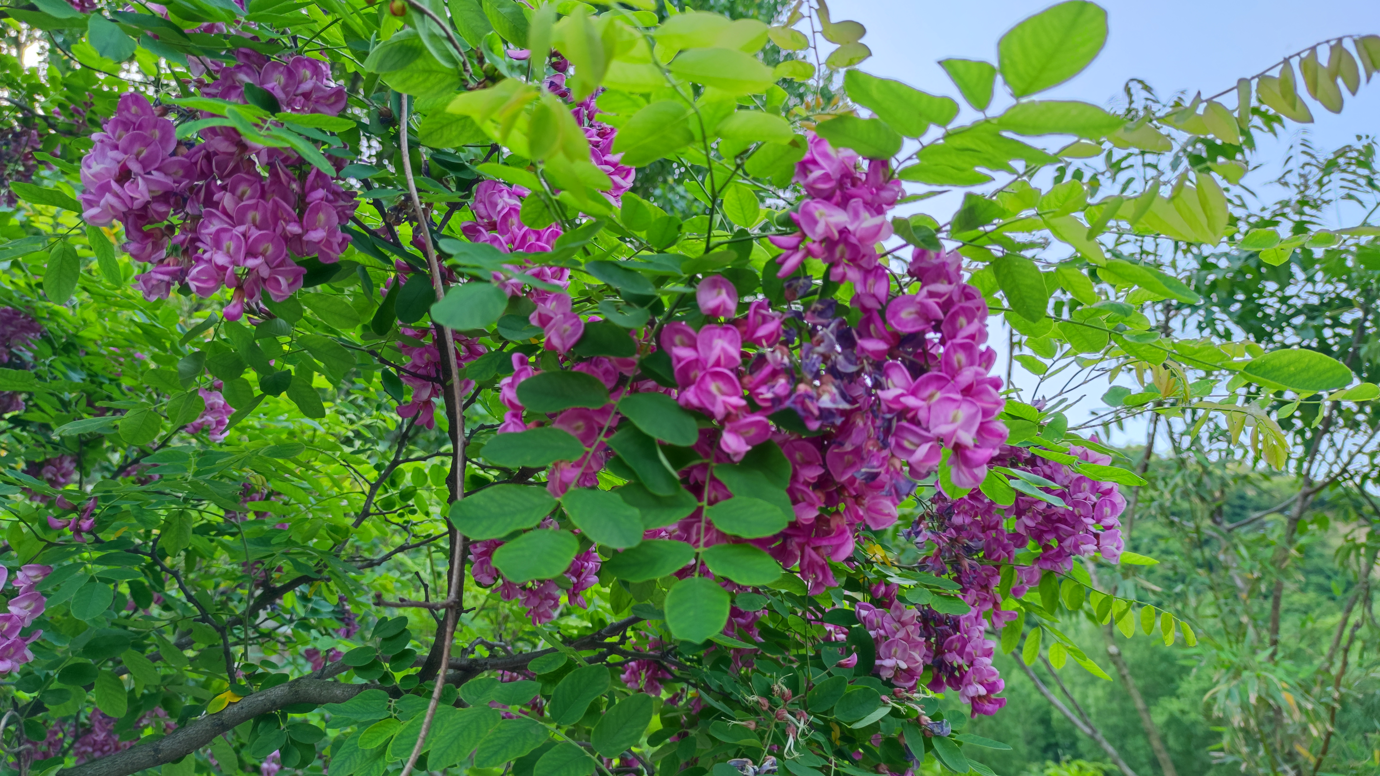 看见大千世界  终南山居院子的香花槐开了