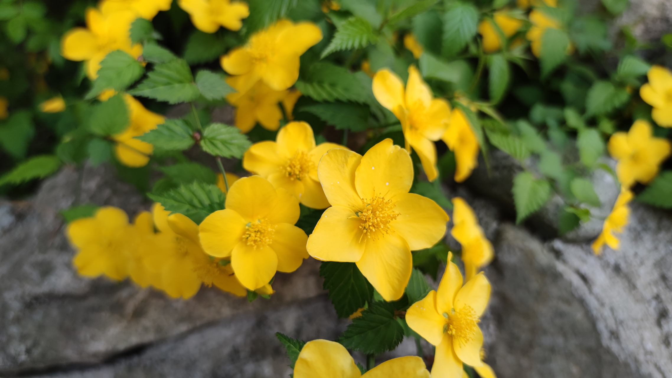 来一次奇妙旅行# 自驾秦岭脚下,误入一个废弃的古