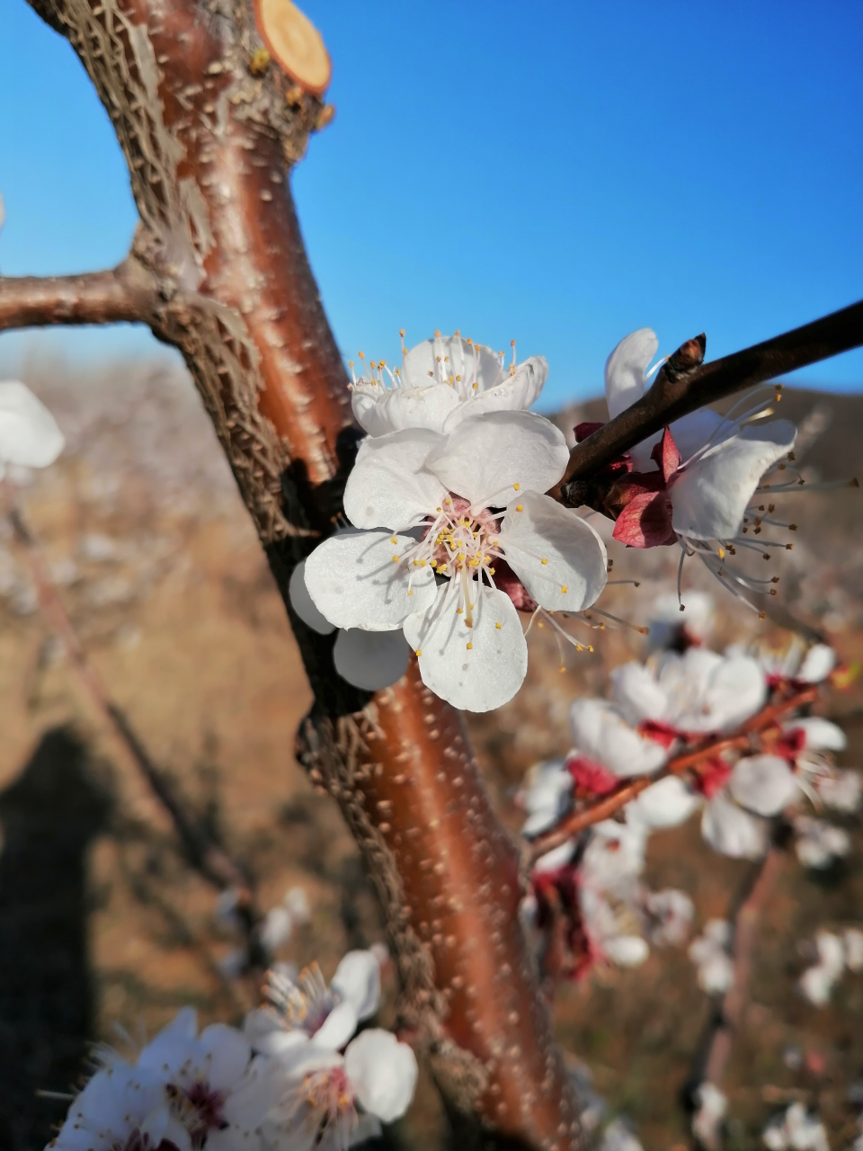 桃花有几片花瓣组成? 1,4片 2,5片 3,6片