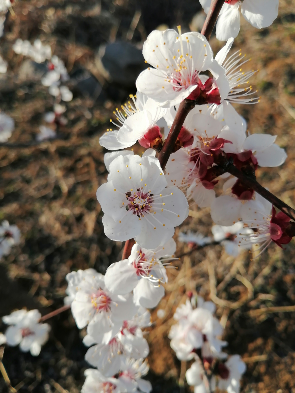 桃花有几片花瓣组成? 1,4片 2,5片 3,6片