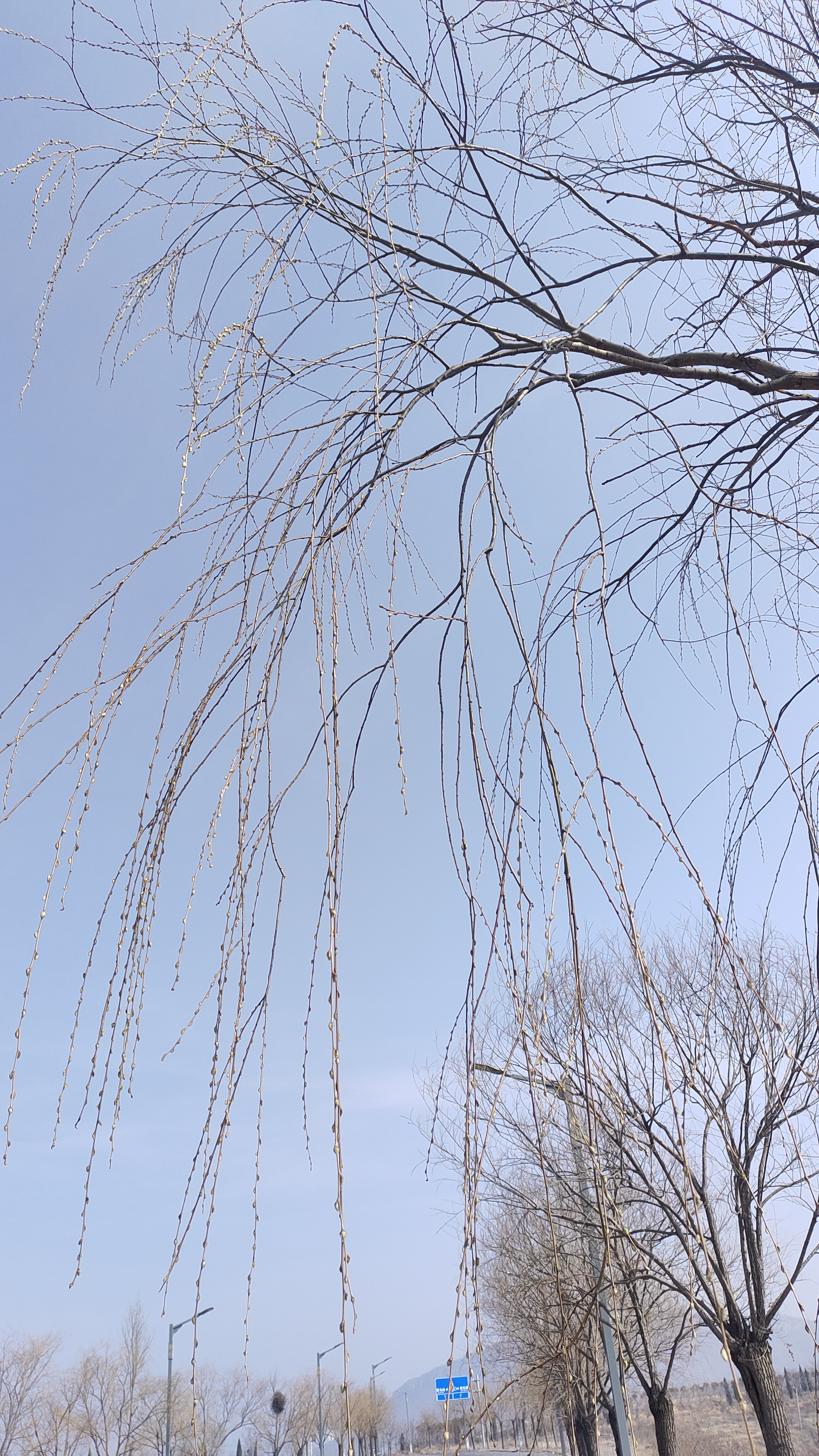 鸢尾怎么读拼音是什么,鸢尾怎么读拼音是什么字