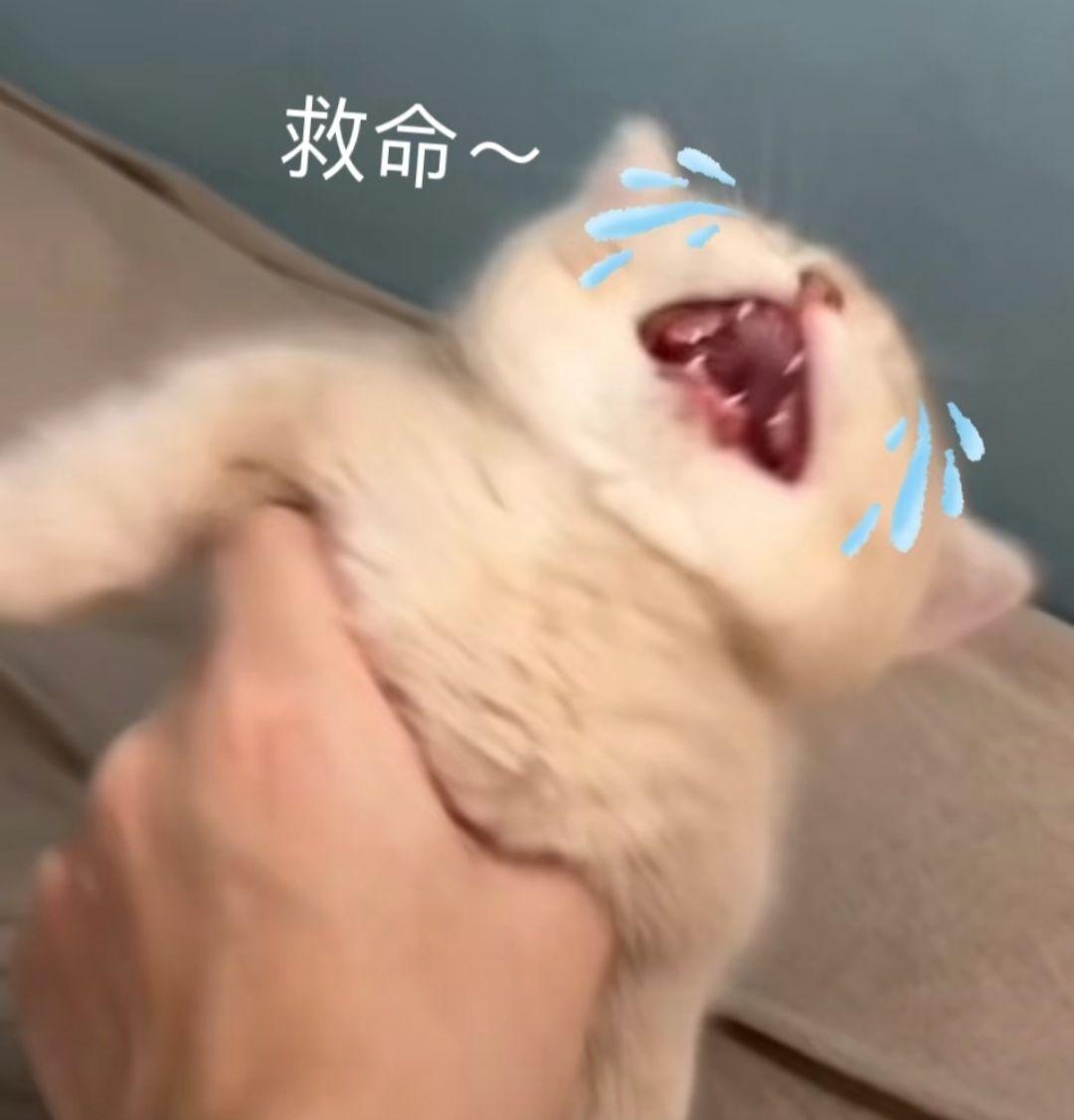 猫猫有什么坏心思呢#搞笑表情包# #我要上热门