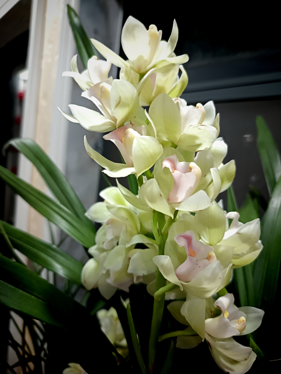 白玉香兰,晶莹剔透,或立或卧或挂,平添节日氛围,舒心养眼!