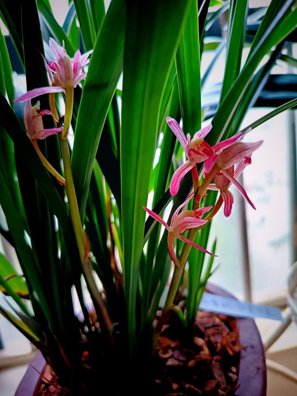 卧室闻香  (兰花红香妃娇艳欲滴)  冬月兰草红香妃,婷婷玉立三二枝.