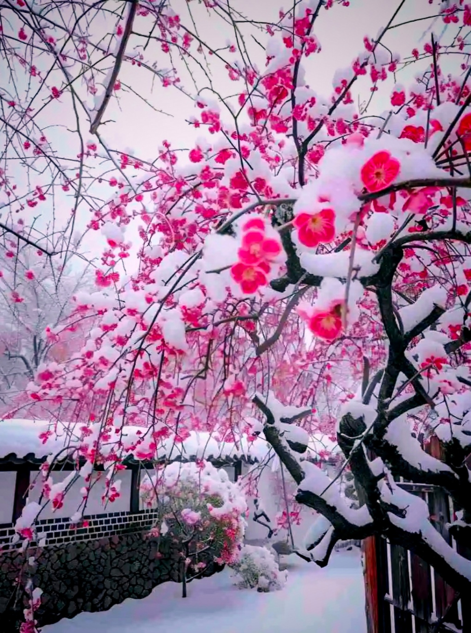 故里小年雪花飘(今天腊月二十三 北风呼啸瑞雪来,玉树琼枝红梅开.