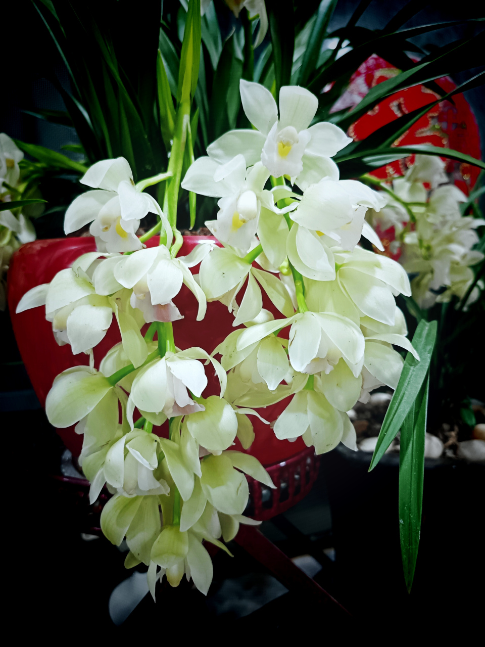 白玉香兰,晶莹剔透,或立或卧或挂,平添节日氛围,舒心养眼!