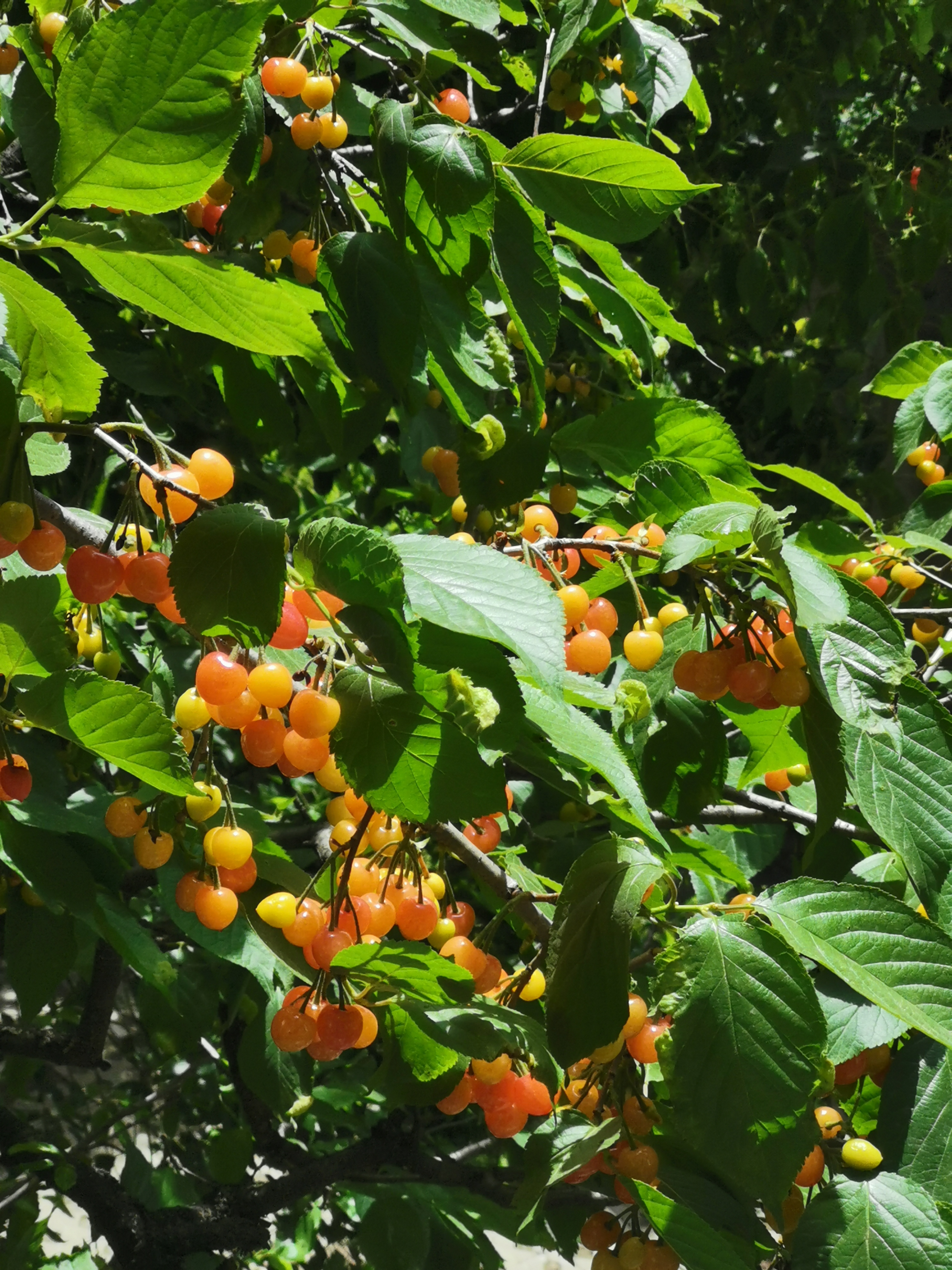 几颗樱桃叶底红.