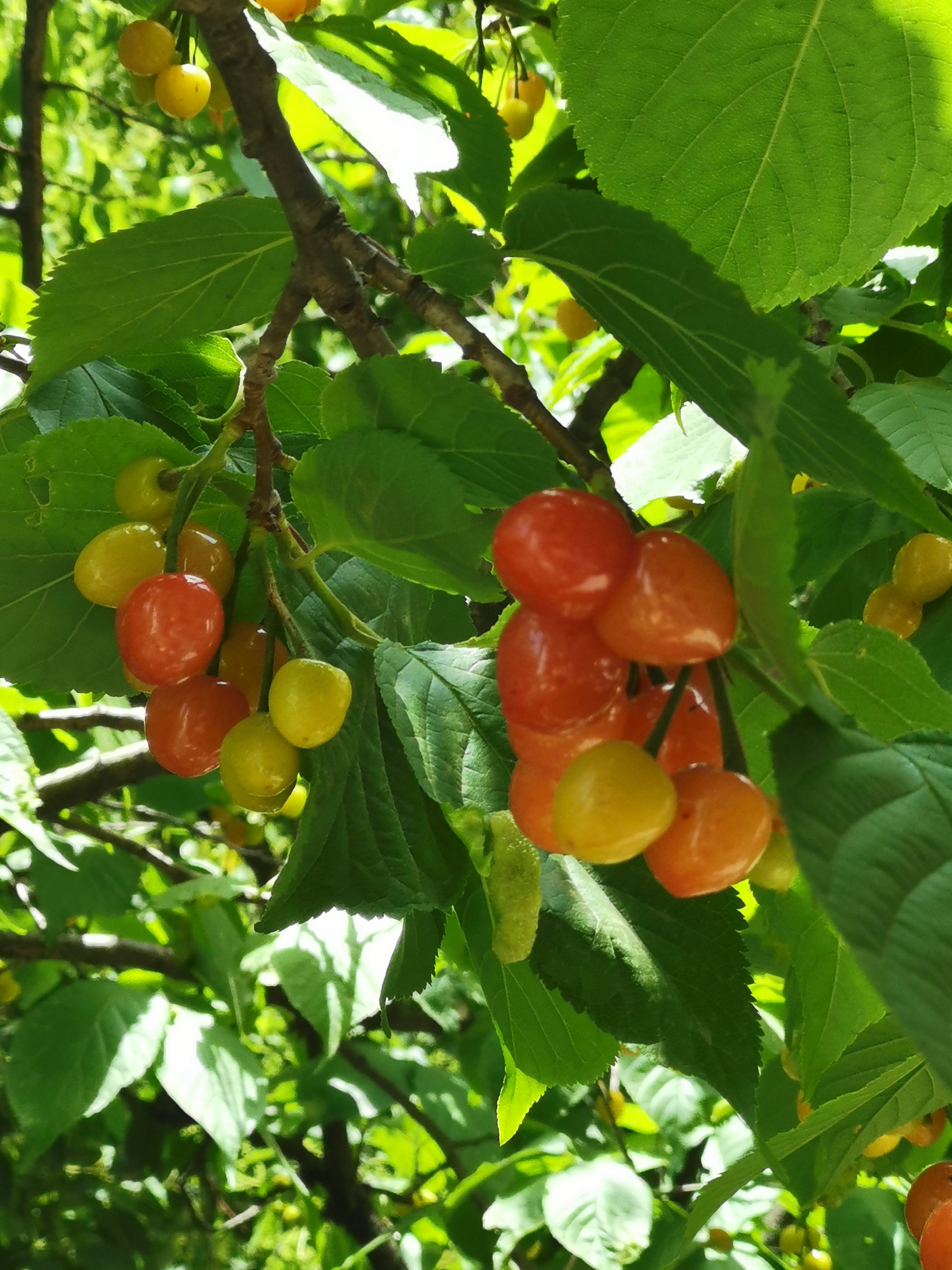 几颗樱桃叶底红.