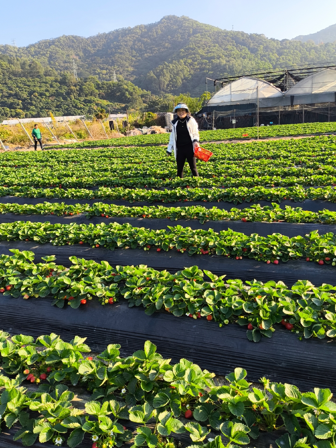 又逢草莓采摘季,趁着周末,我来到这片充满生机的莓园