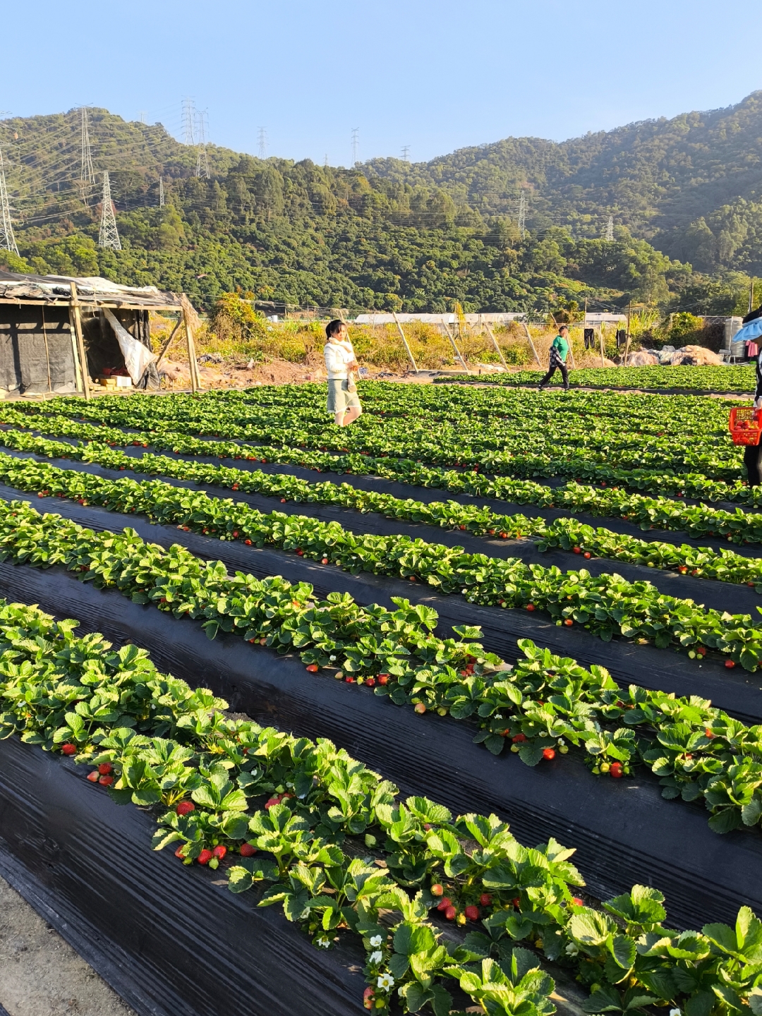 清晨的阳光轻柔地洒落,草莓园内弥漫着一股甜香气息