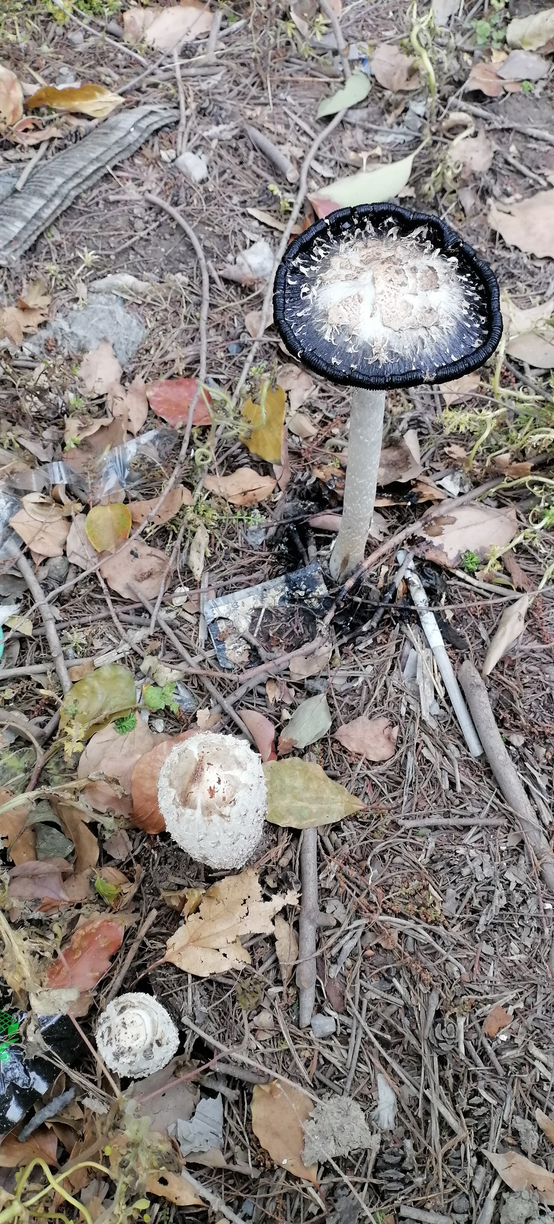 看着这个黑蘑菇感觉狠毒[滑稽] 红伞伞白杆杆,吃完一起躺板板.