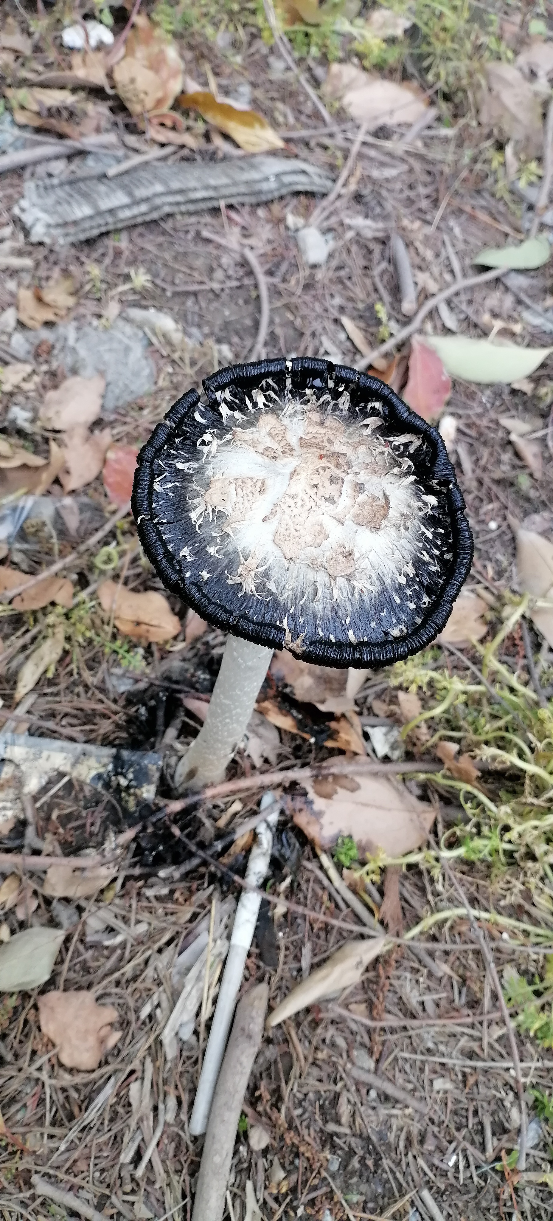 看着这个黑蘑菇感觉狠毒[滑稽] 红伞伞白杆杆,吃完一起躺板板.