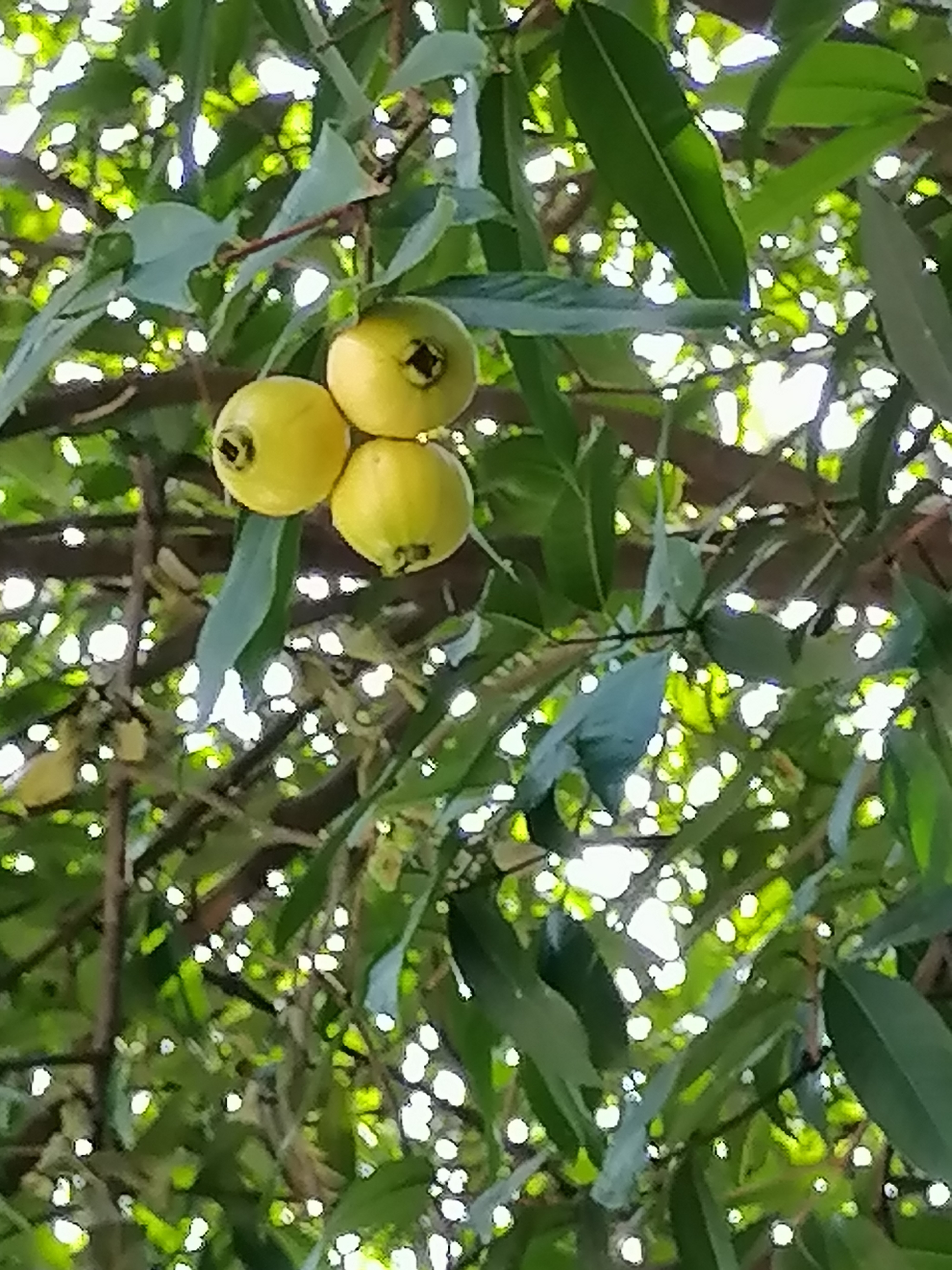 真实的菩提树果实图片